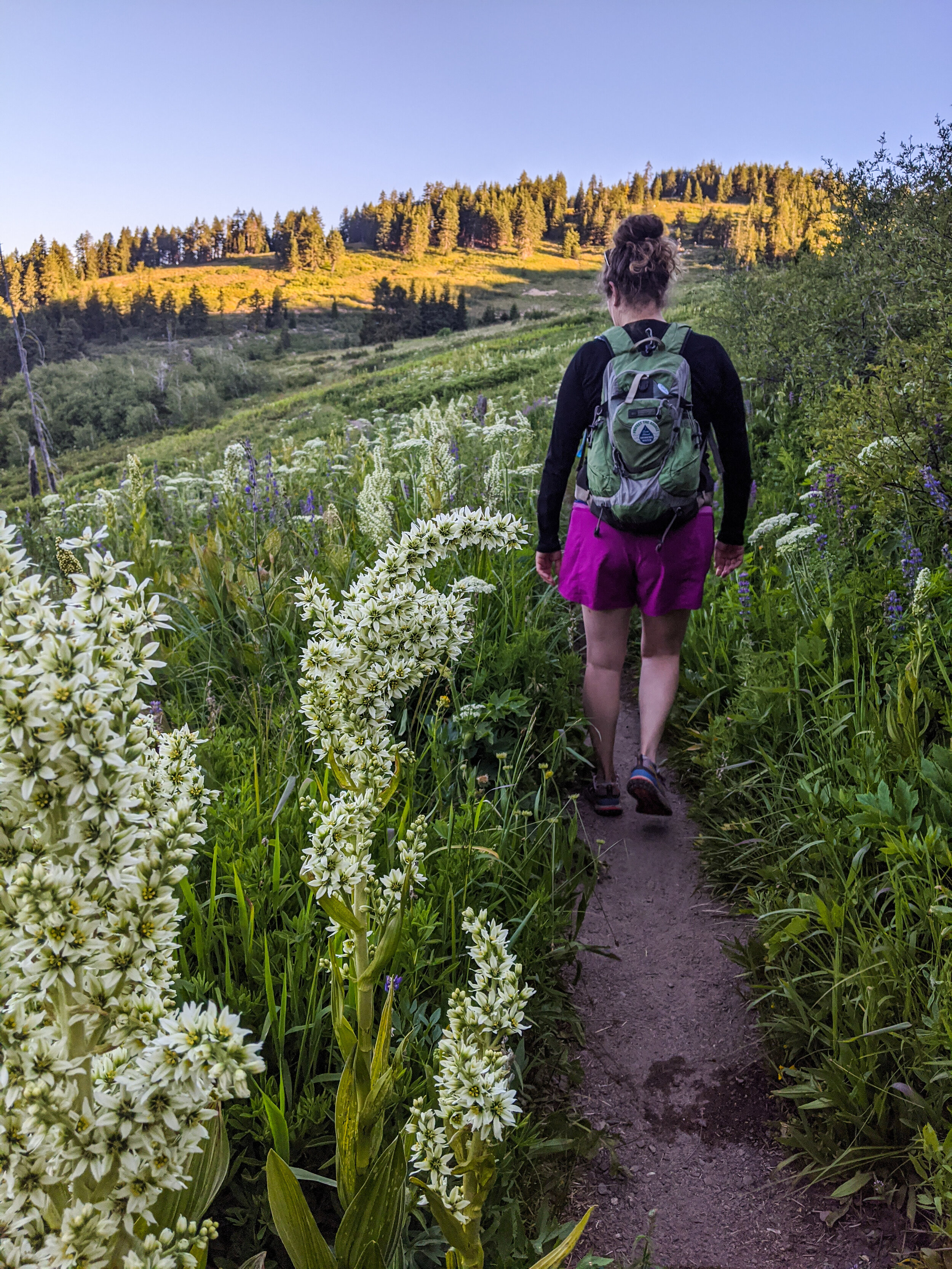 HIKING THE PACIFIC CREST TRAIL - MT ASHLAND FOREST ROAD TO MERIDIAN OVERLOOK