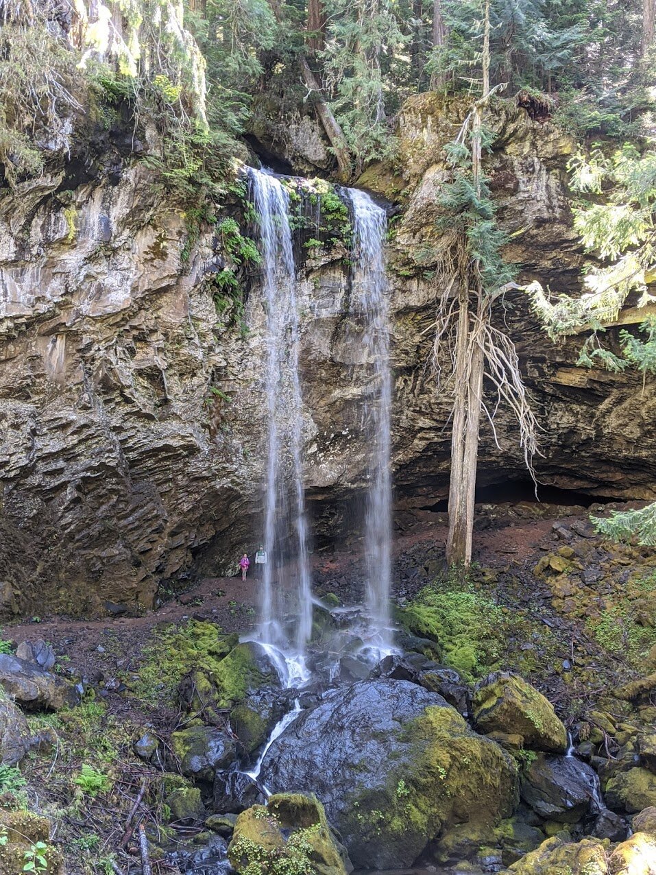 Grotto Falls - Roseburg - Glide - Waterfall Hike - What to do in Southern Oregon - Kids