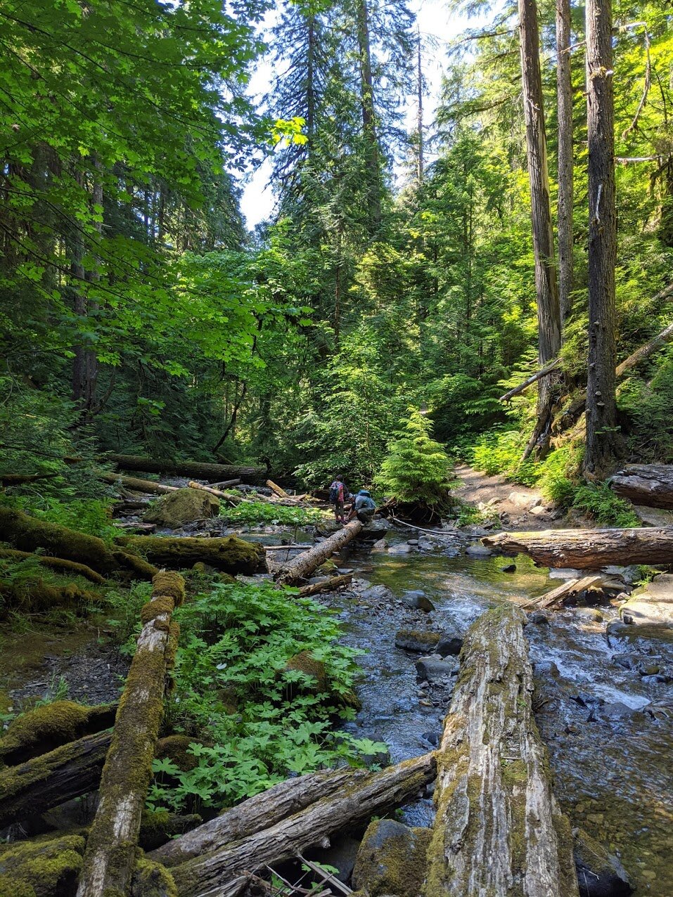 Hemlock Falls - North Umpqua - Roseburg - Glide - What to do in Southern Oregon - Hiking with Kids - Travel