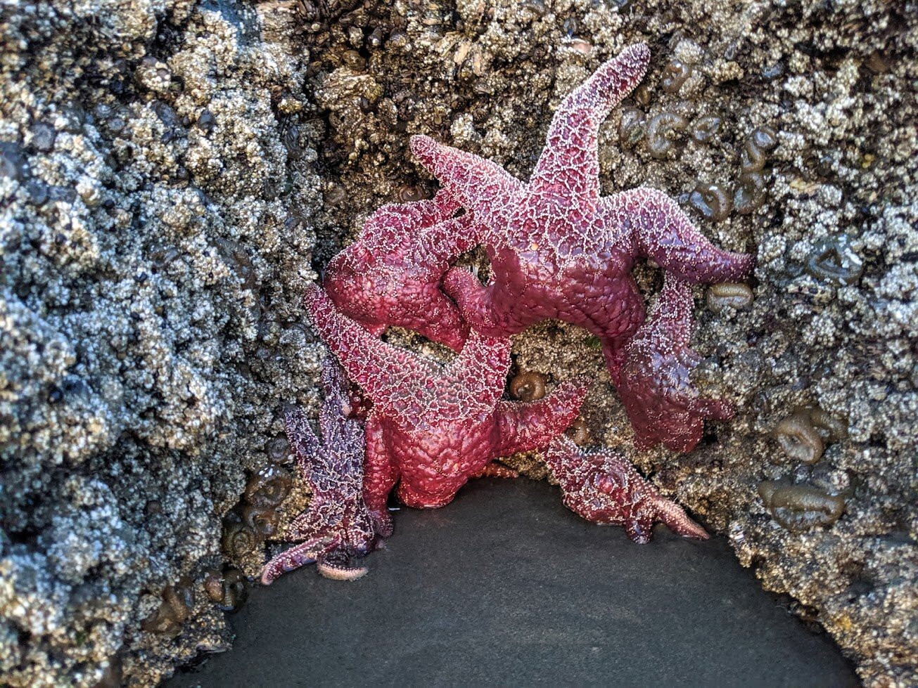 FACE ROCK STATE VIEWPOINT - Bandon - Oregon coast - What to do in Southern Oregon - travel