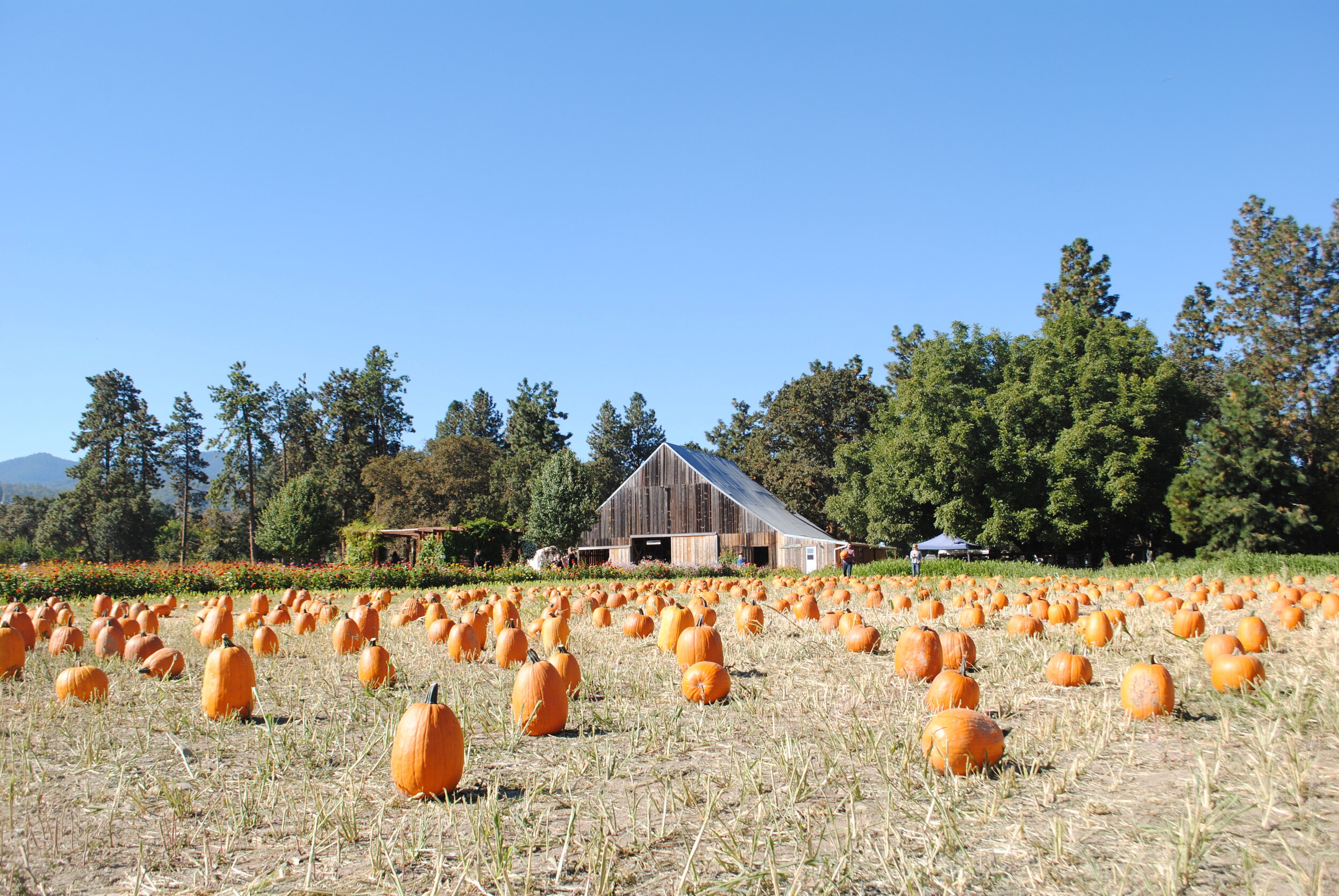 Pheasant Fields Farm Pumpkin Patch