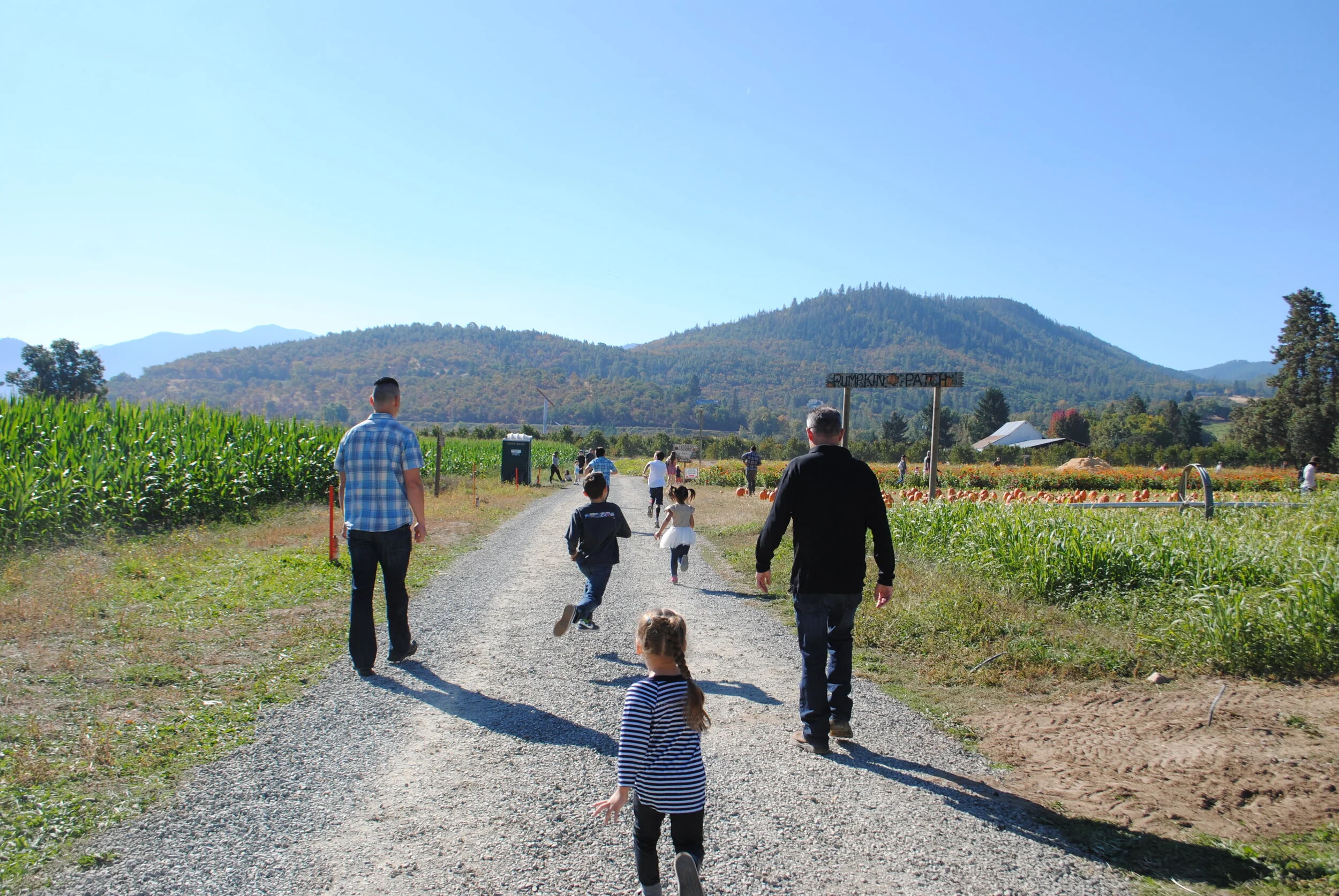 Pheasant Fields Farm Pumpkin Patch