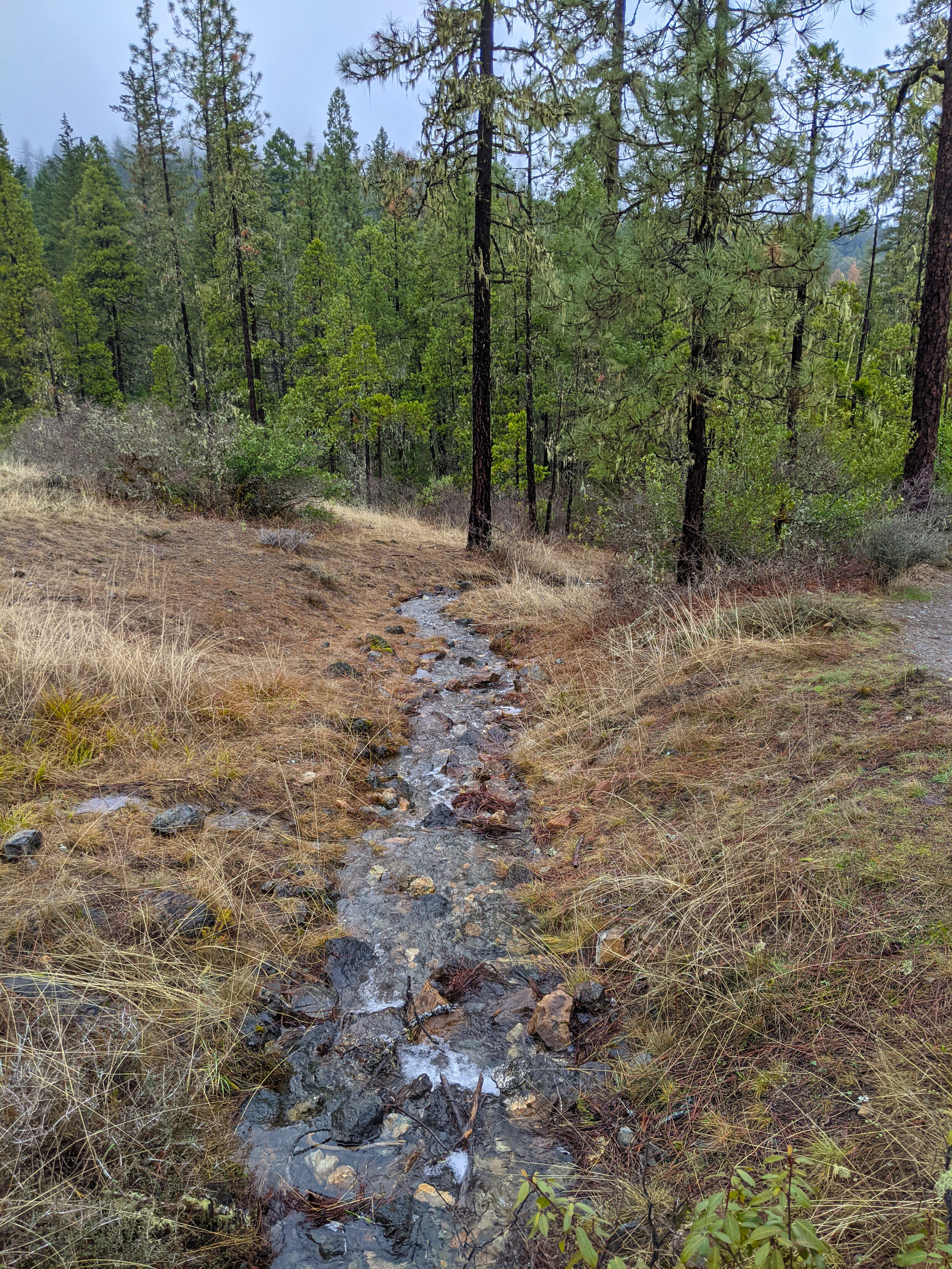 Limpy Botanical Interpretive Trail - Grants Pass - What to do in Southern Oregon