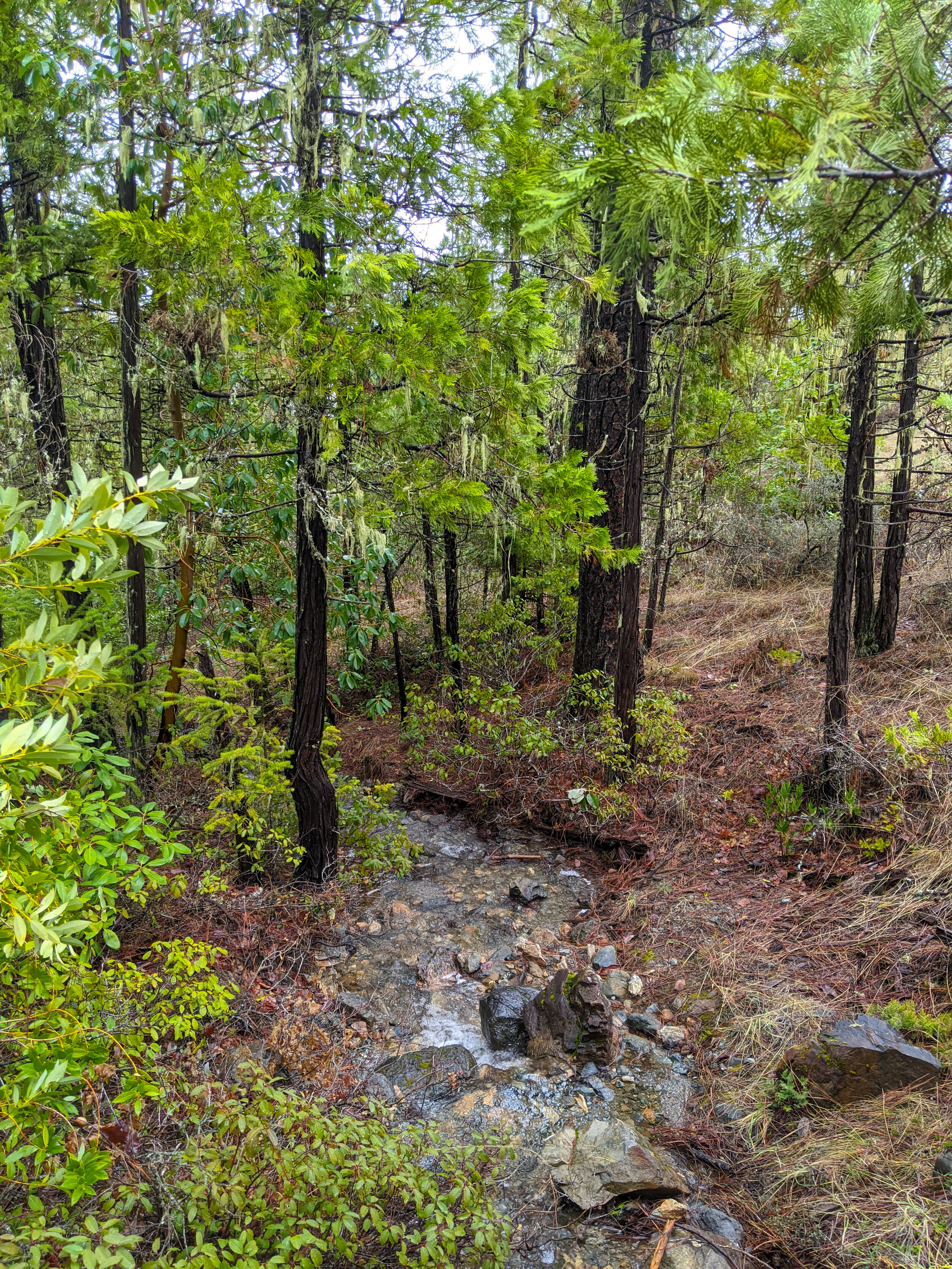 Limpy Botanical Interpretive Trail - Grants Pass - What to do in Southern Oregon