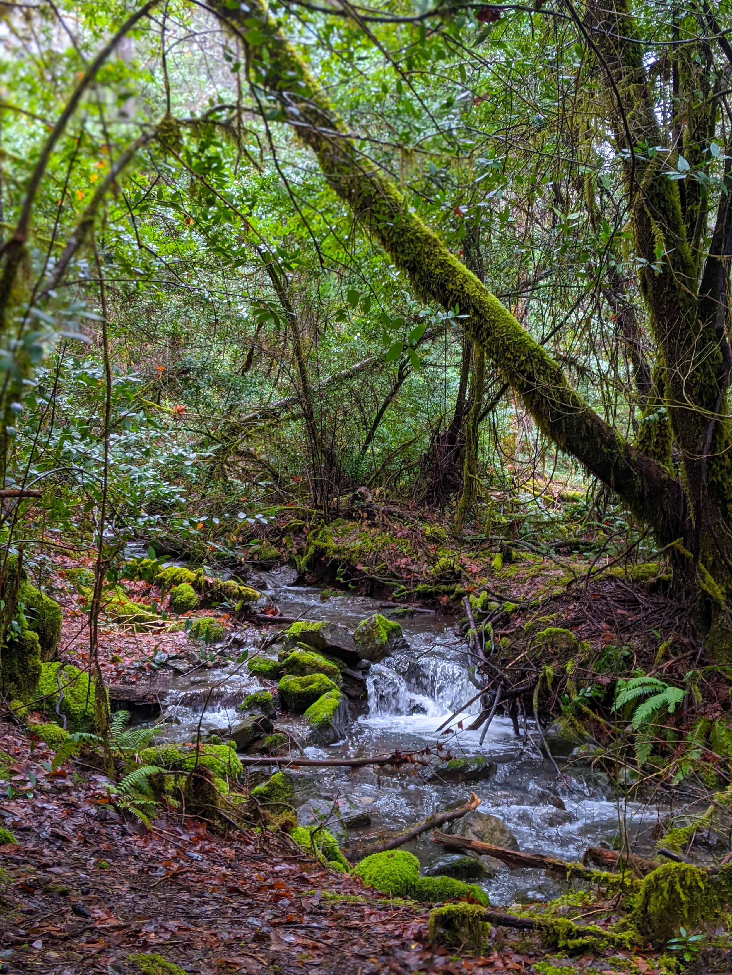 Limpy Botanical Interpretive Trail - Grants Pass - What to do in Southern Oregon