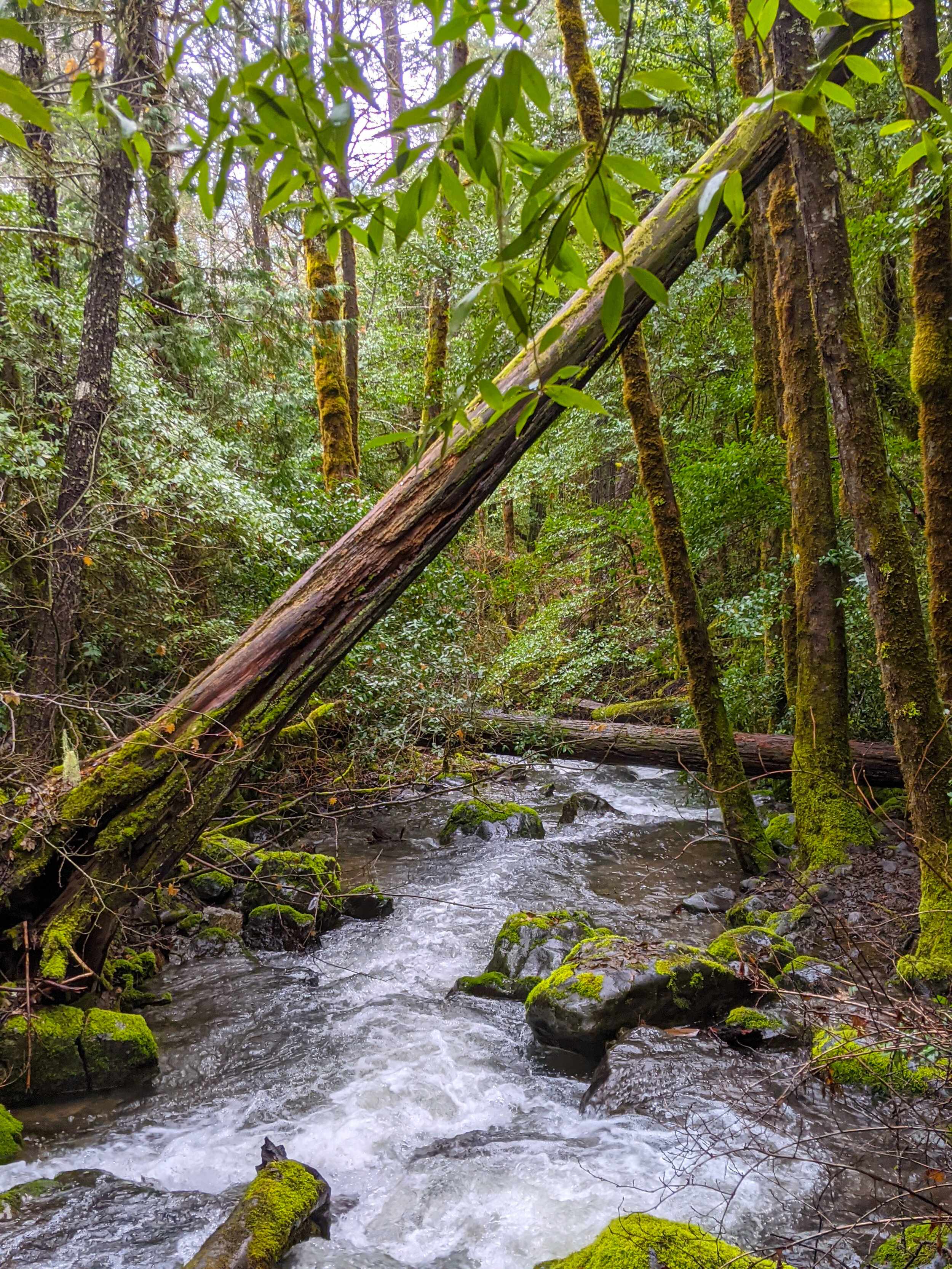 Limpy Creek Botanical Interpretive Loop Trail - Grants Pass - What to do in Southern Oregon - Hikes