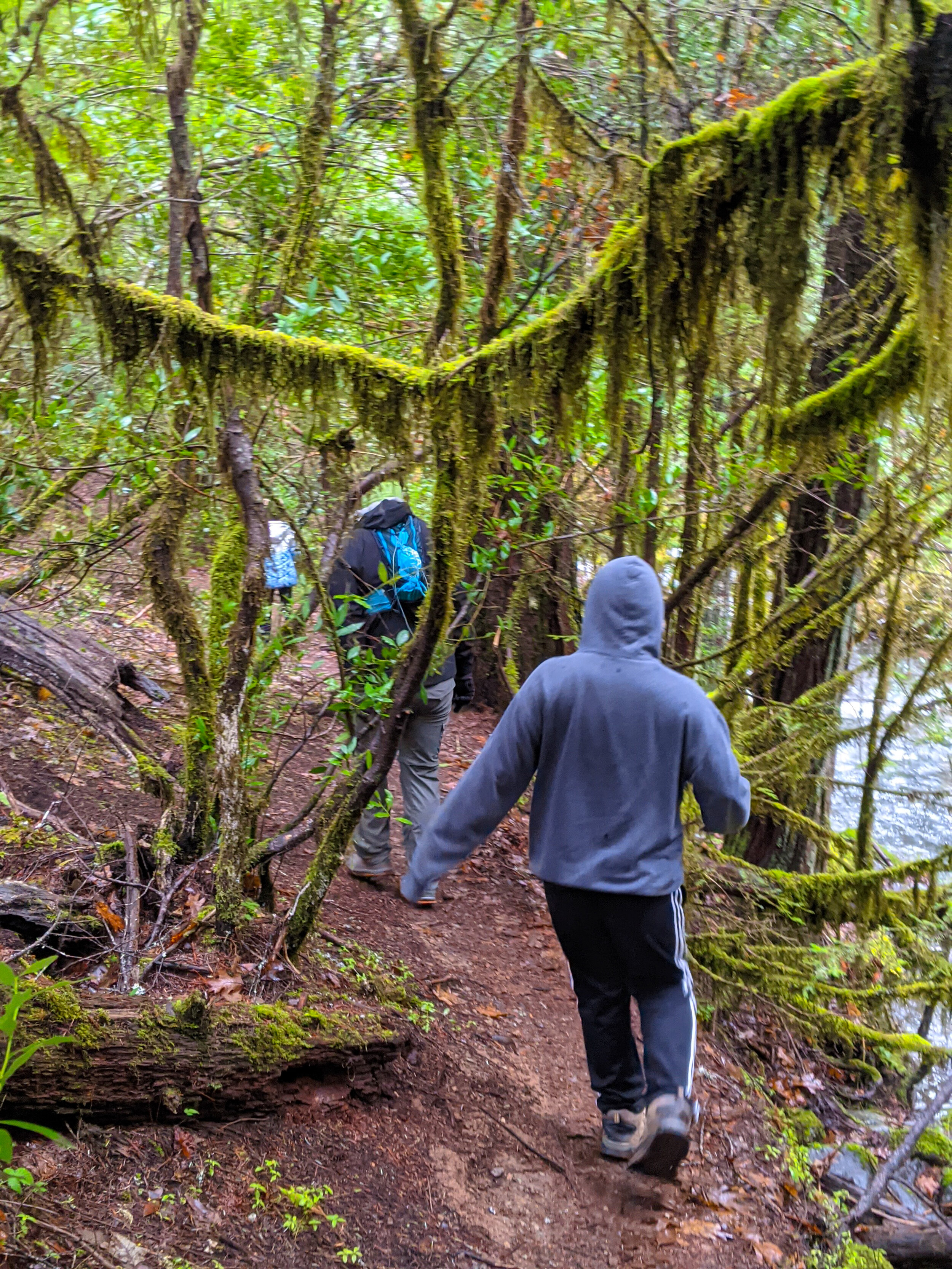 Limpy Creek Botanical Interpretive Loop Trail - Grants Pass - What to do in Southern Oregon - Hikes