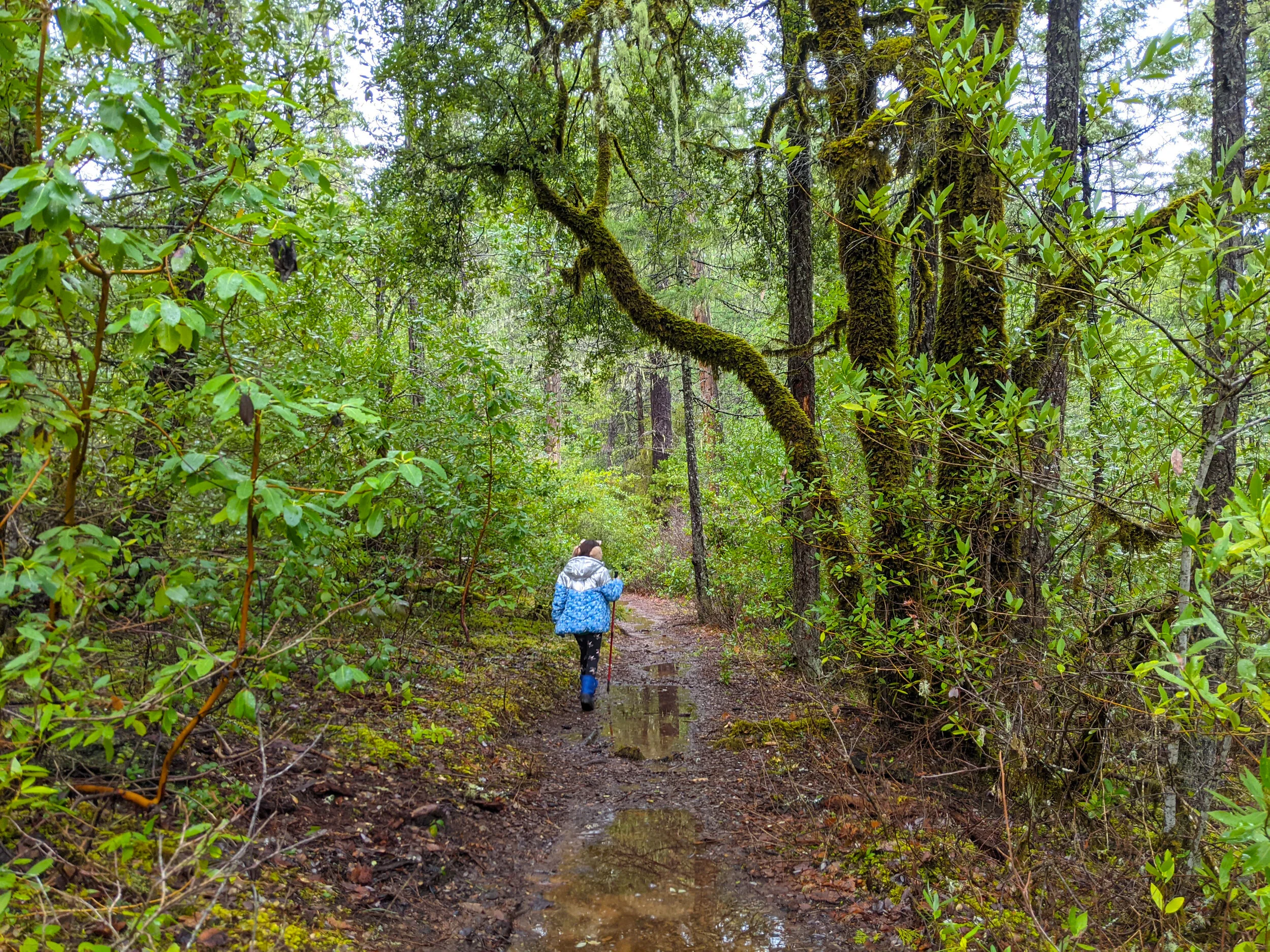 HIKING OREGON - THE ENCHANTING LIMPY CREEK BOTANICAL TRAIL