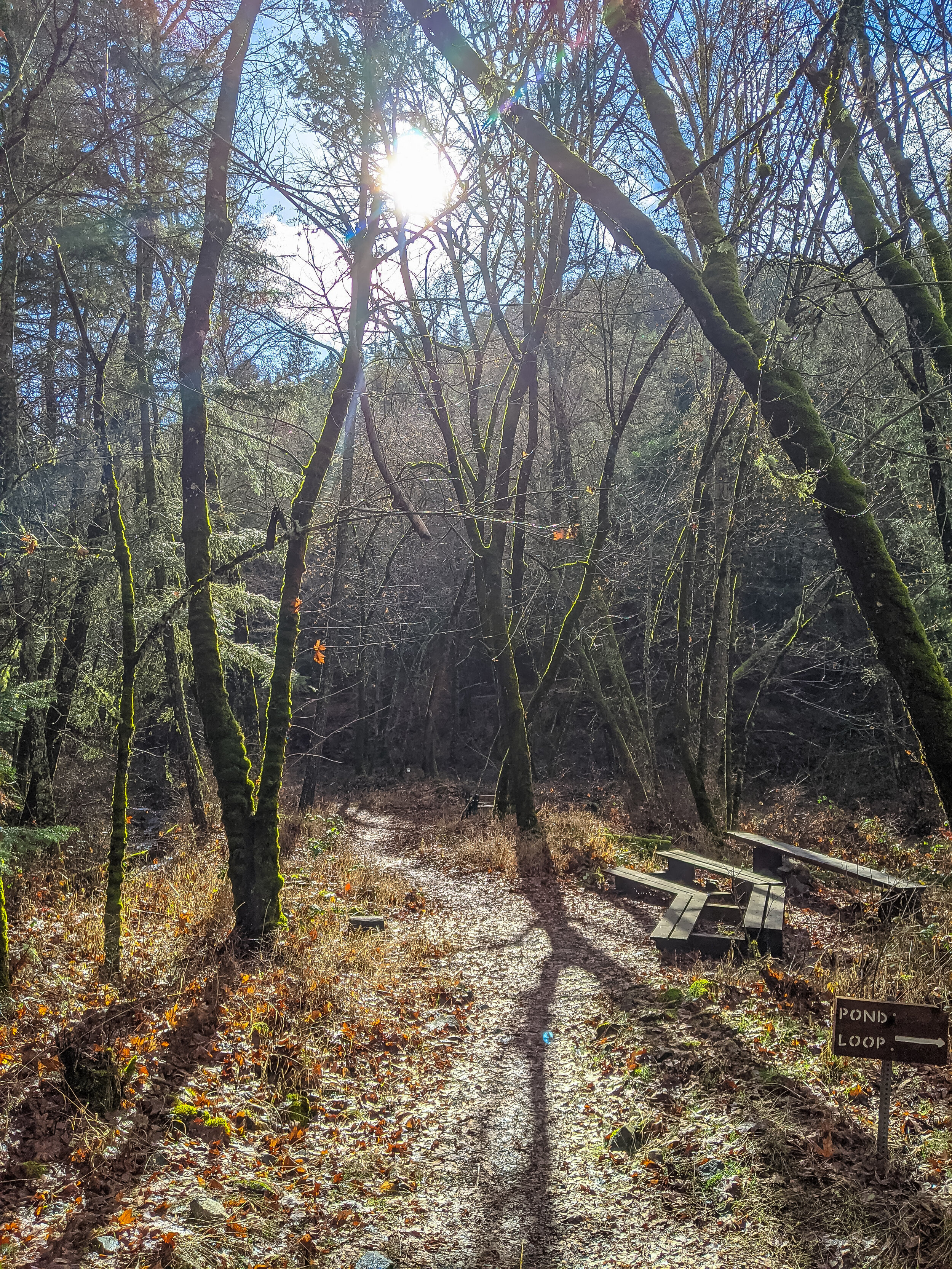Jacksonc Creek Wetlands trail - Jacksonville - Hiking - What to do in Southern Oregon