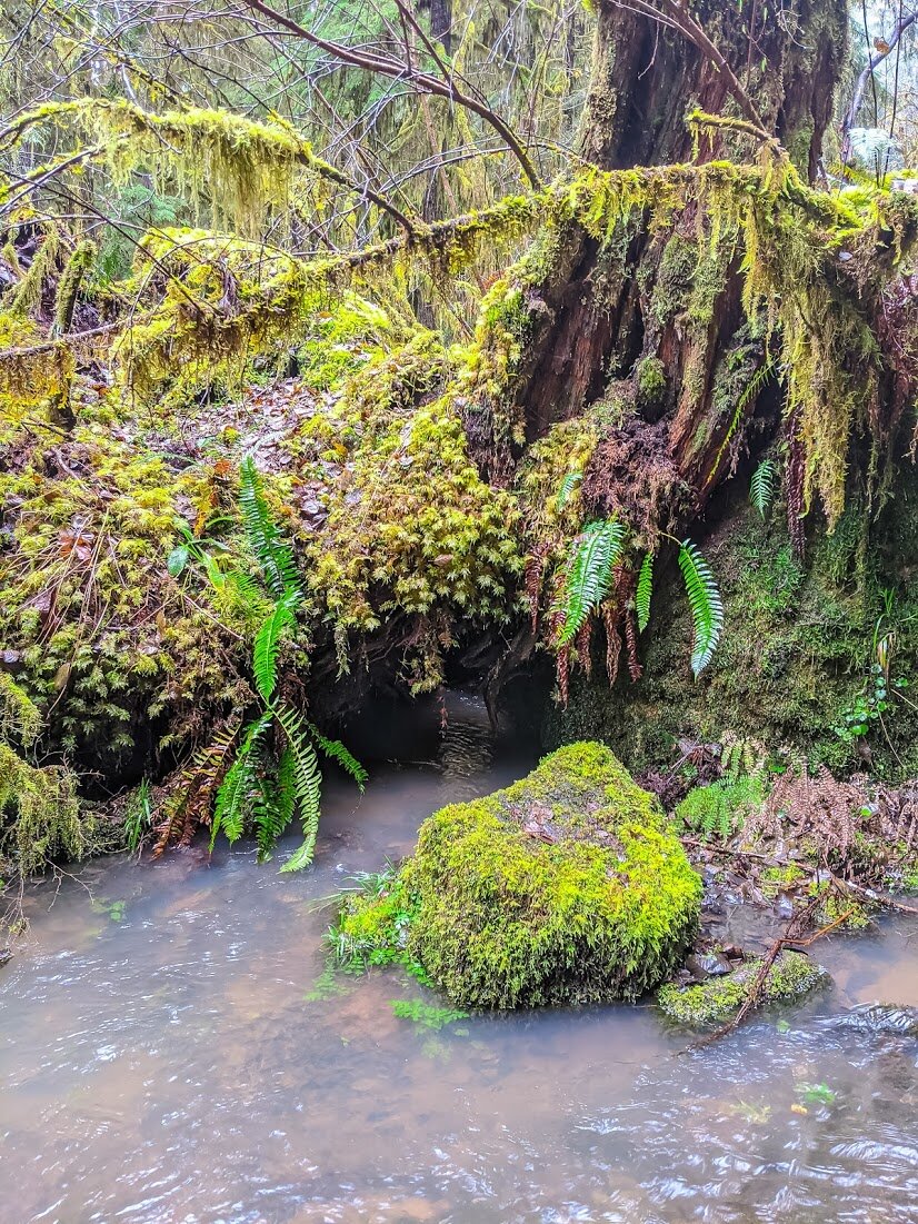 Waterfalls - Glide - hikes-falls-roseburg-waterfalls-hiking