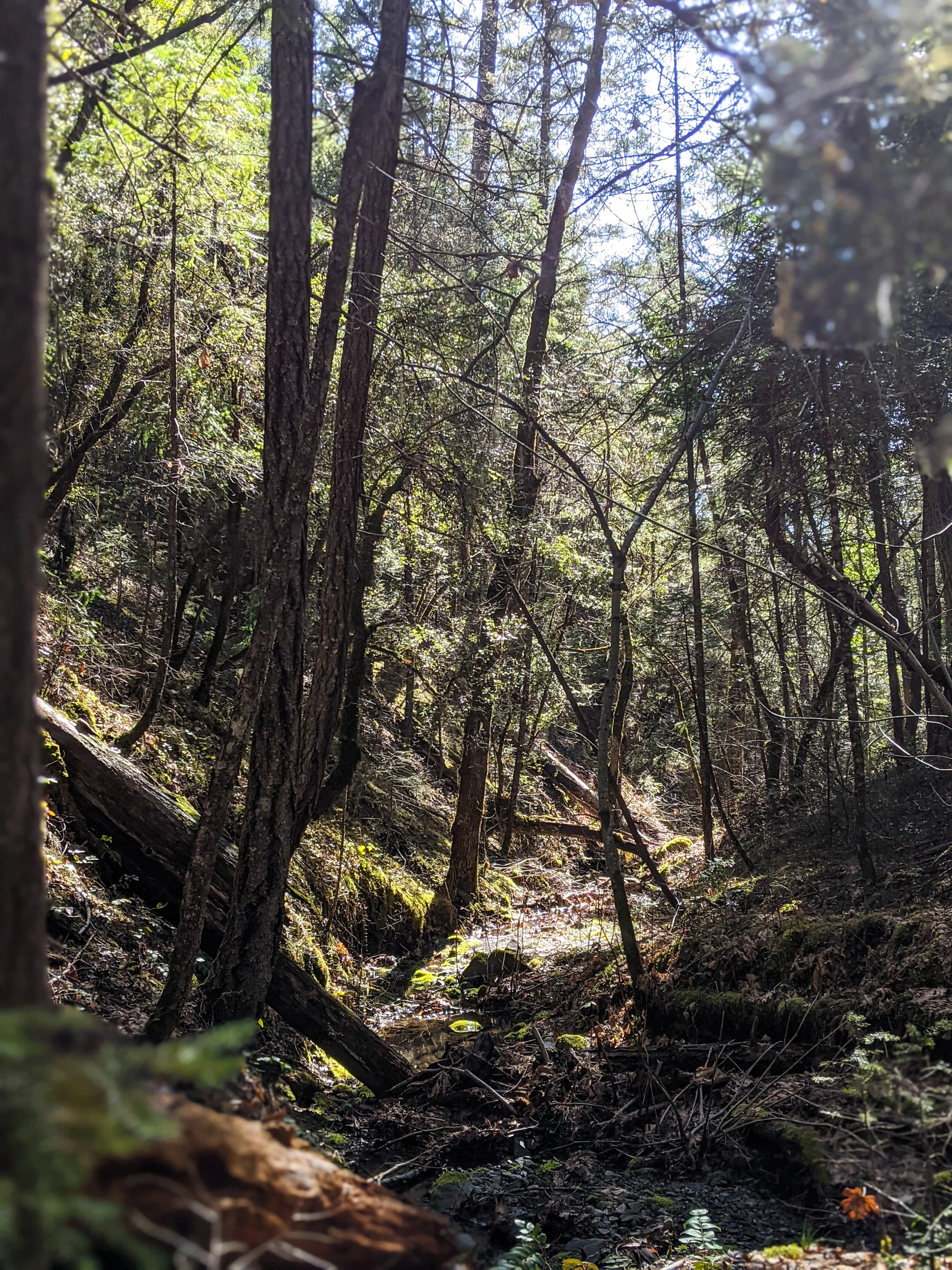 BIGFOOT TRAP &amp; HIKING GROUSE LOOP - OUR HIKING ADVENTURES WITH KIDS