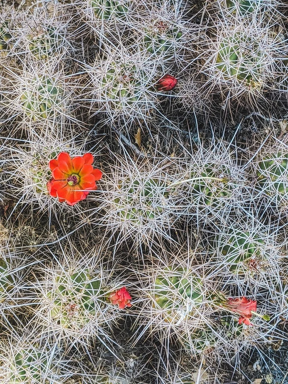 Barker Dam Trail - Joshua Tree National Park, California - Hiking - Family Travel - Fun with Kids