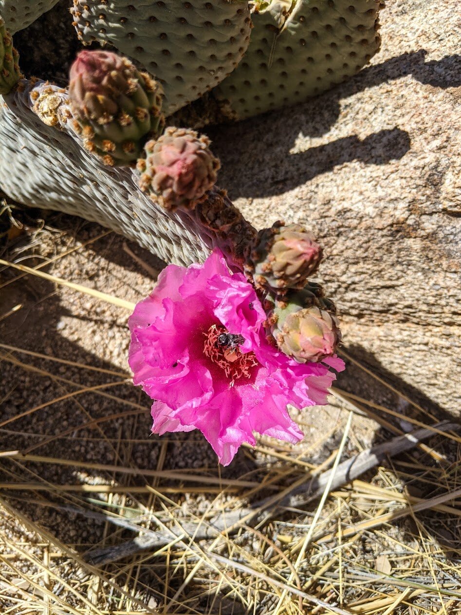 Hidden Valley Trail - Joshua Tree National Park, California - Hiking - Family Traveil - Fun with Kids