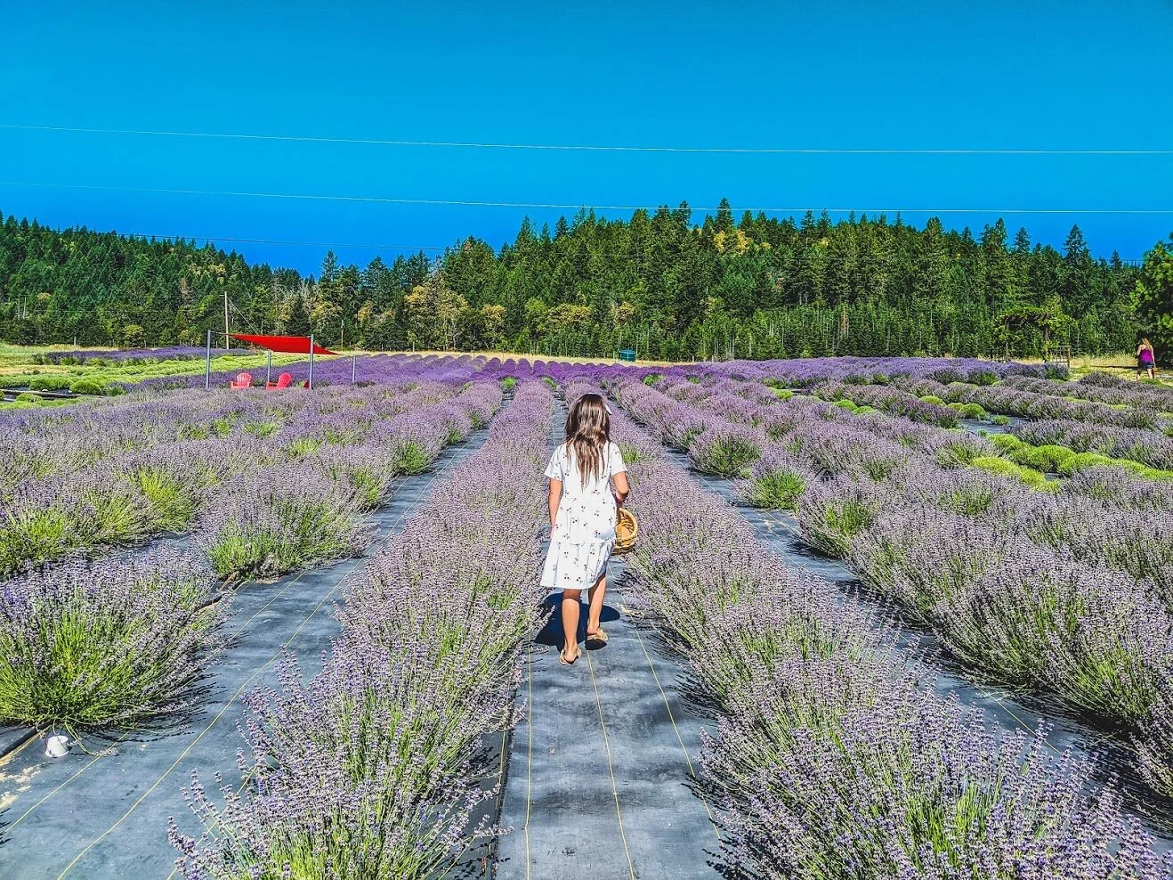 SOUTHERN OREGON LAVENDER FESTIVAL WITH THE FAMILY