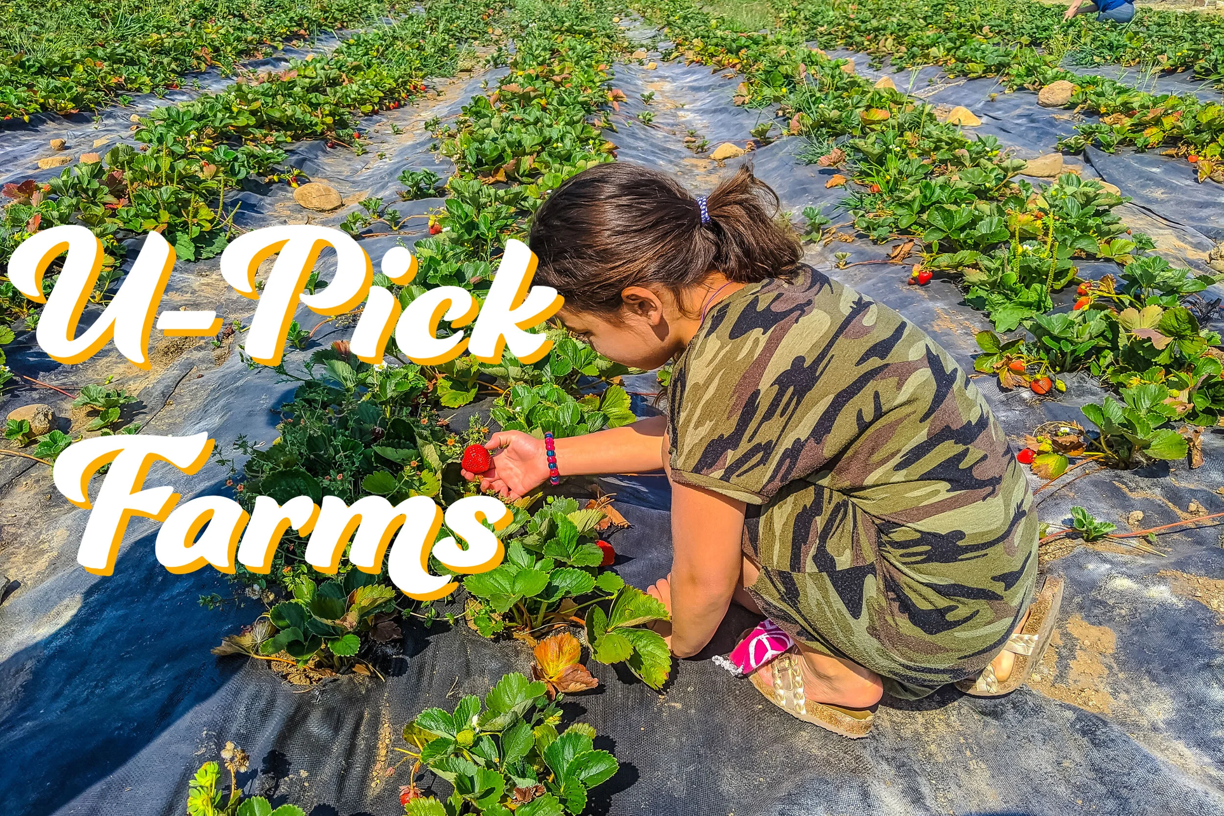U-Pick Farms