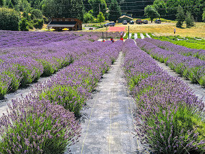 English Lavender Farm 2.jpg