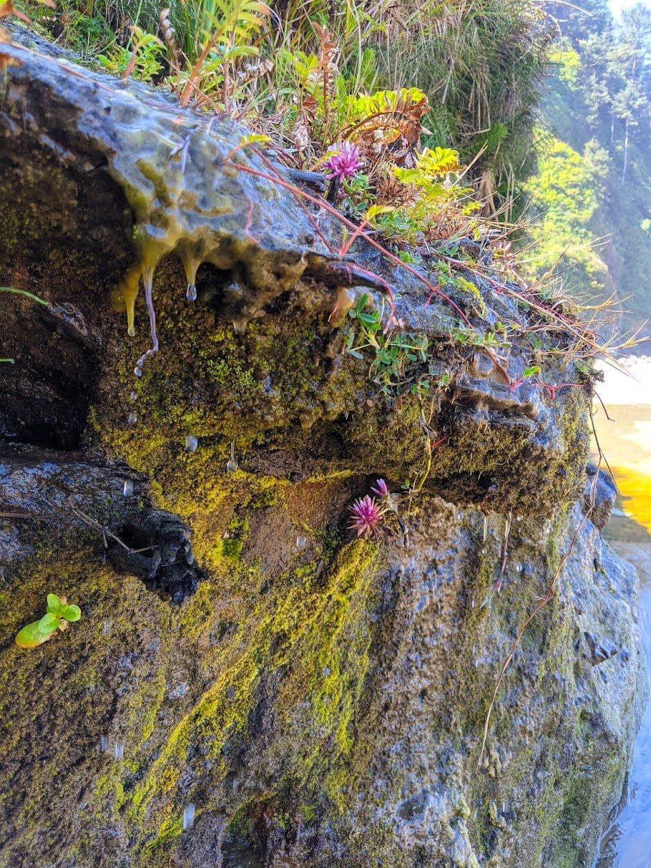 Hiking the Hobbit Trail on the Oregon Coast