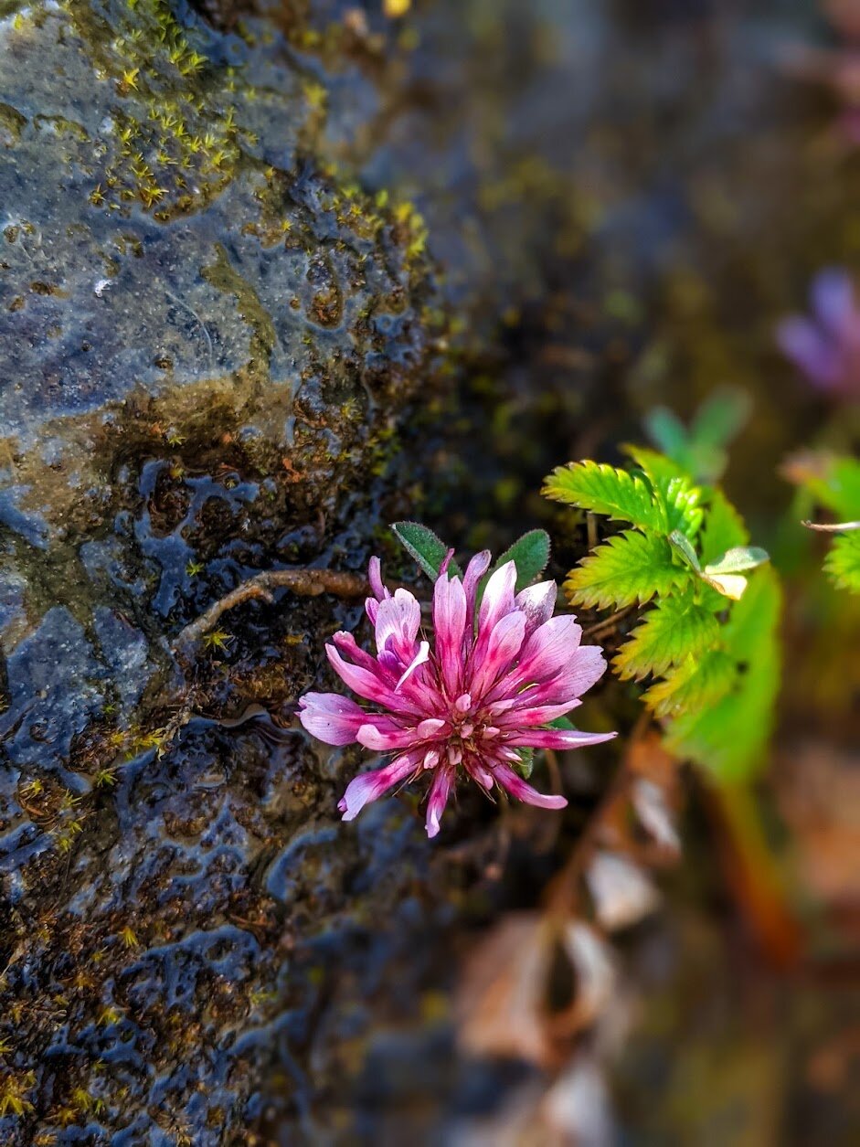 Hiking the Hobbit Trail on the Oregon Coast