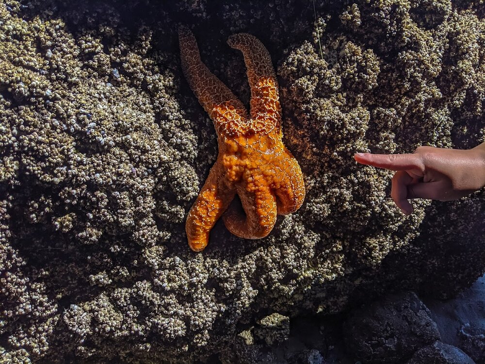 Hiking the Hobbit Trail on the Oregon Coast