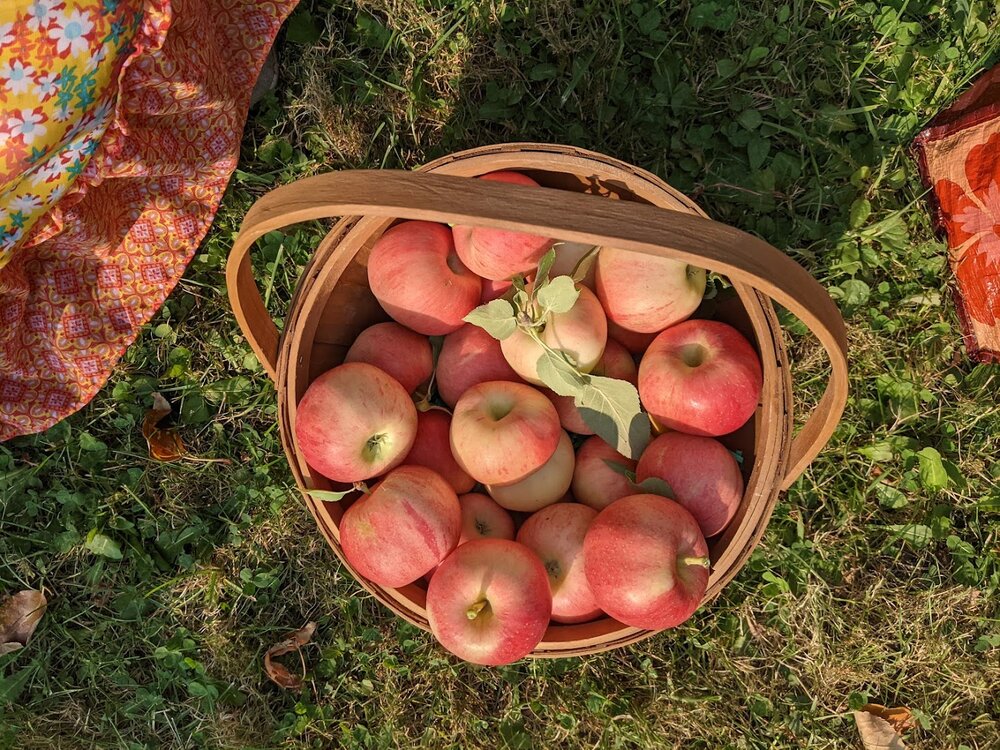 APPLE PICKING AT LEONARD ORCHARD 