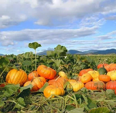 Fort Vannoy Farms Harvest Festival