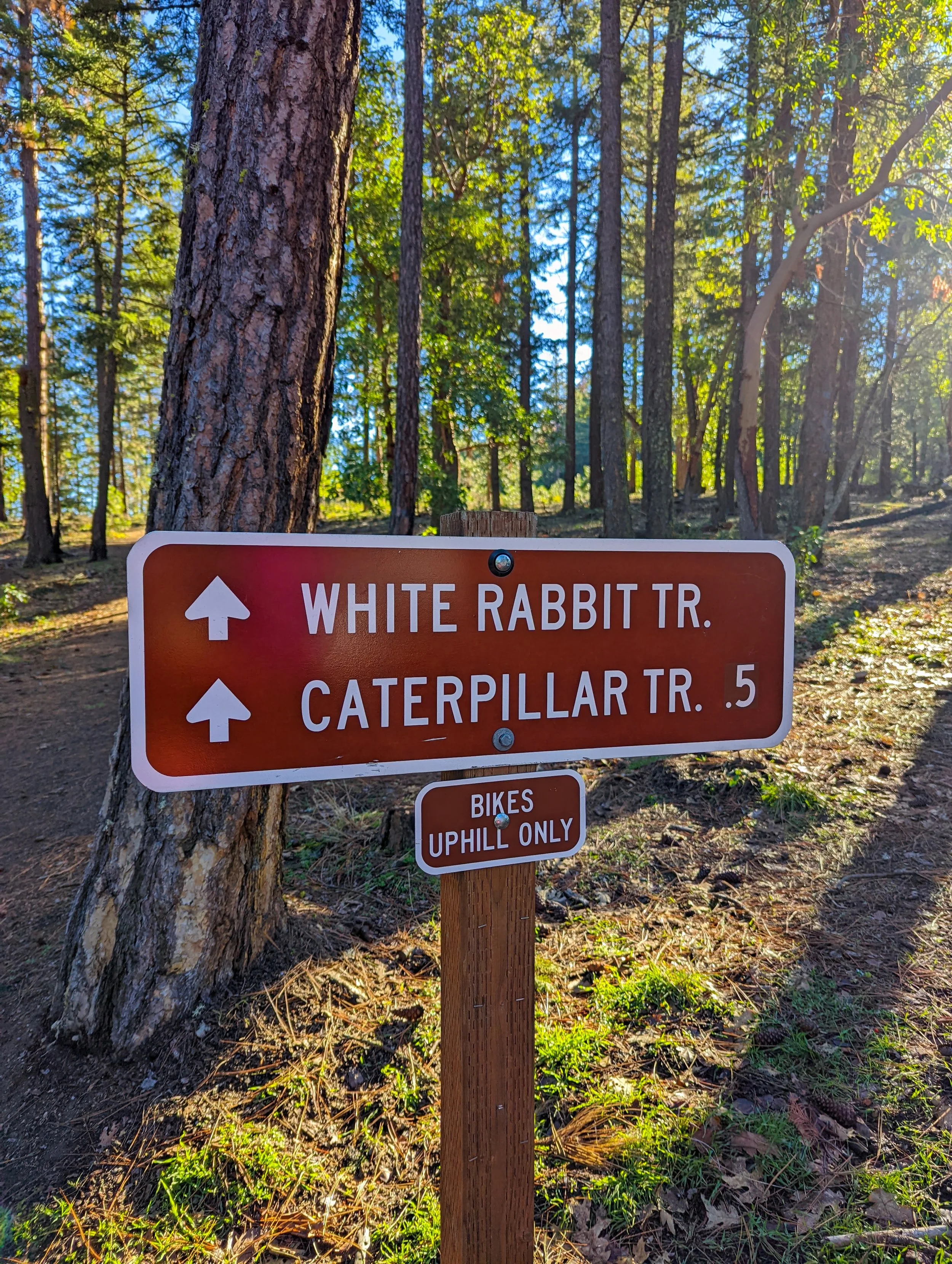 WHITE RABBIT - UHTOFF LOOP TRAIL & ALICE IN WONDERLAND TRAIL GALLERY