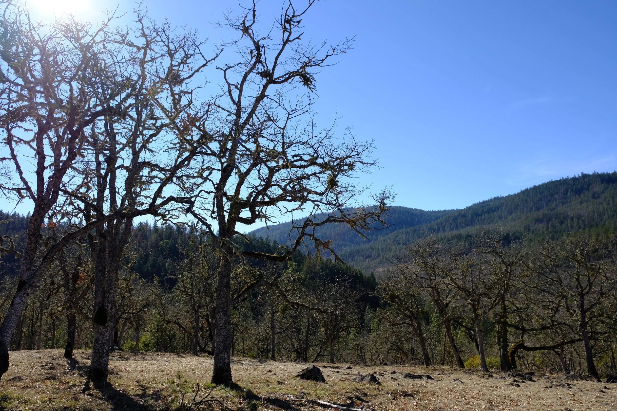 Buckhorn Springs Resort Hikes