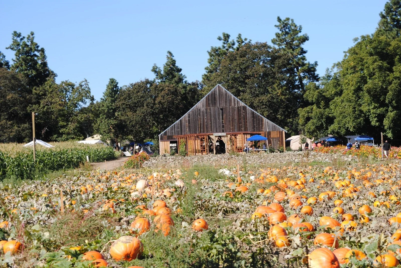 Pheasant Fields Farm Harvest Festival