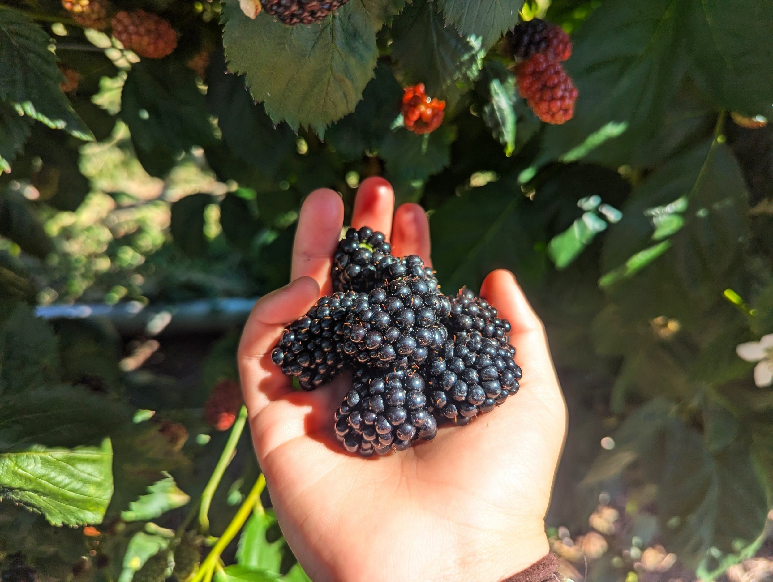 U-Pick Berries at Fort Vannoy Farms