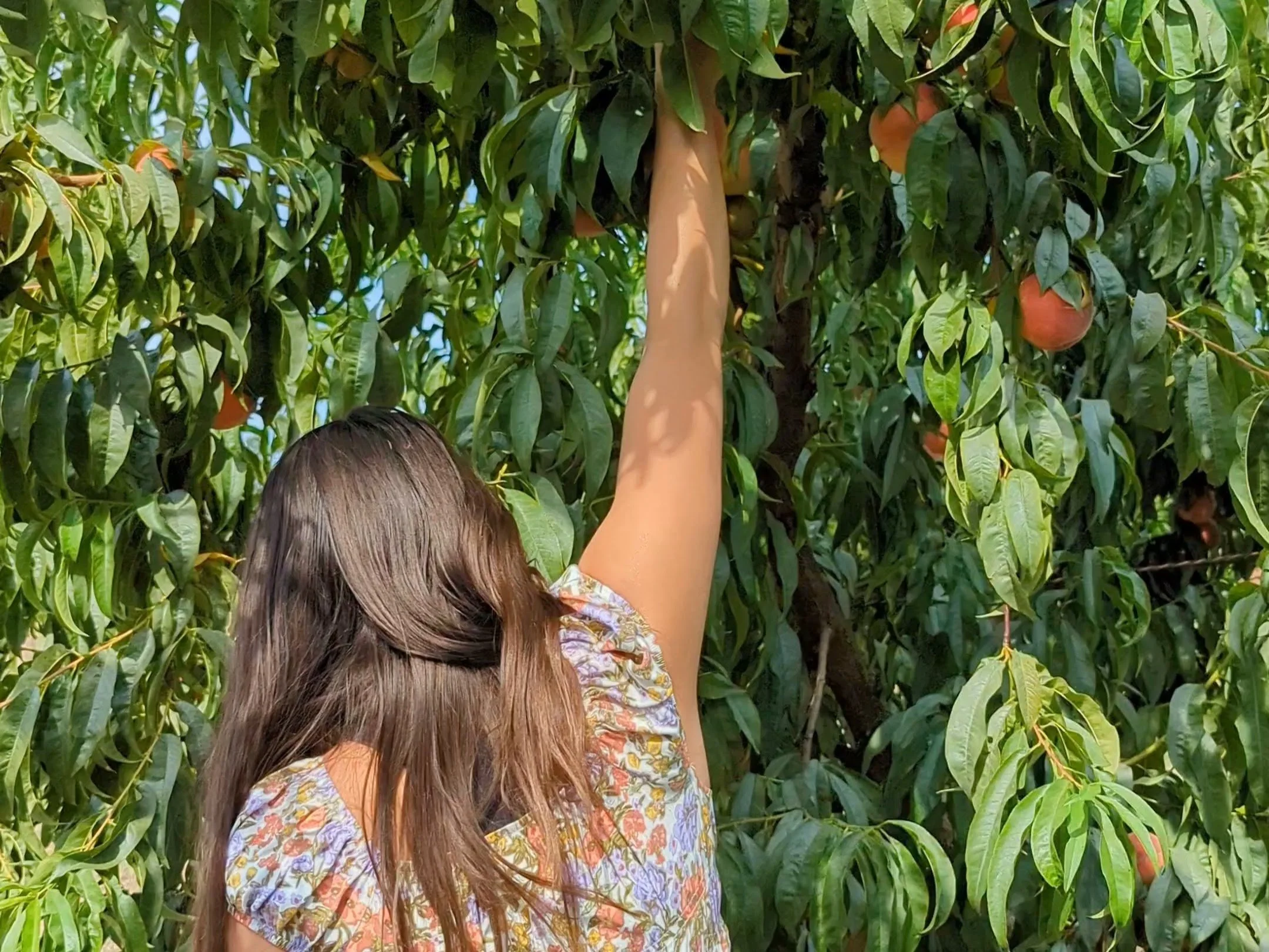 U-Pick Peaches at Coats Ranch Farm Stand 