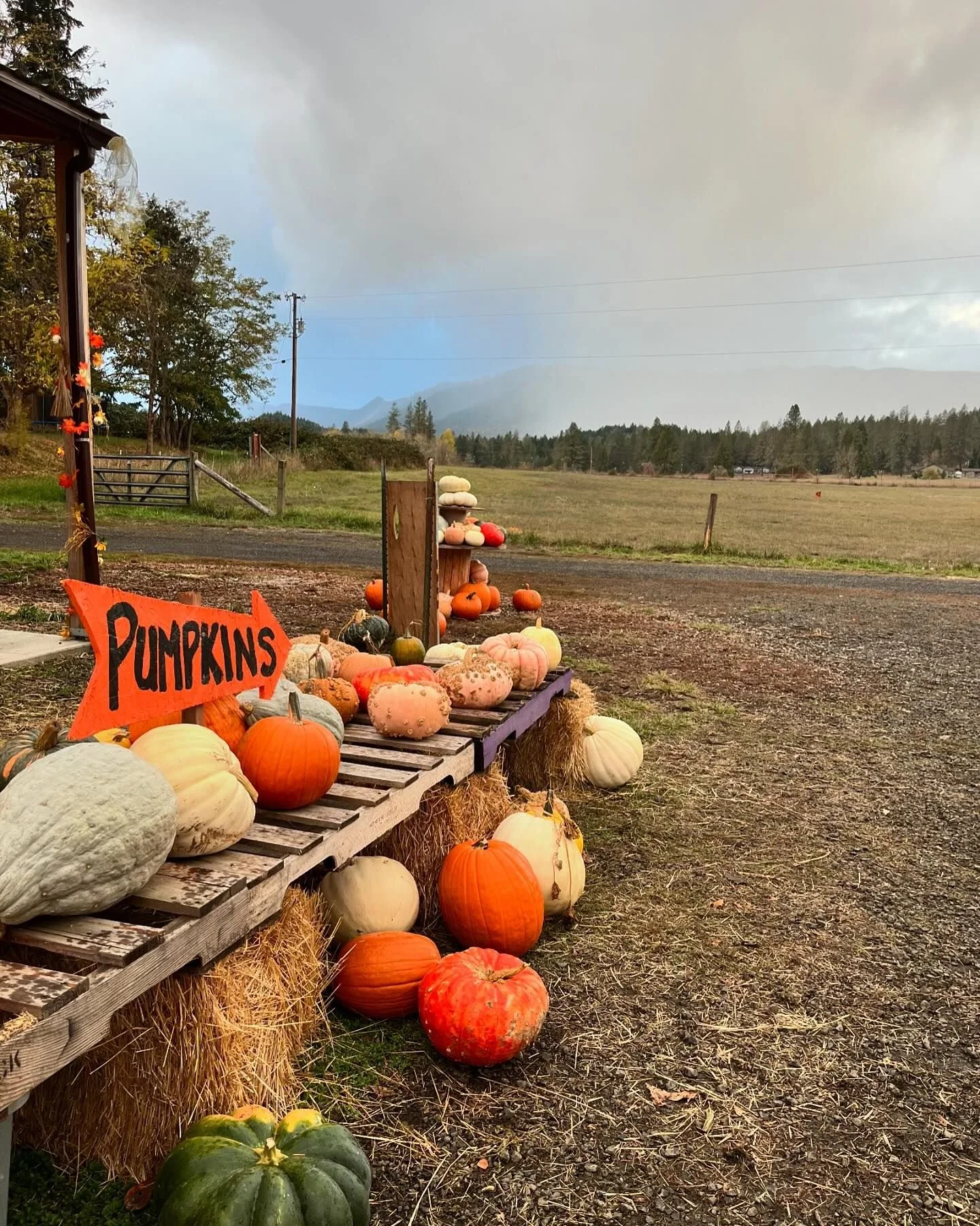 2024 Bare Hill Farm Pumpkin Festival
