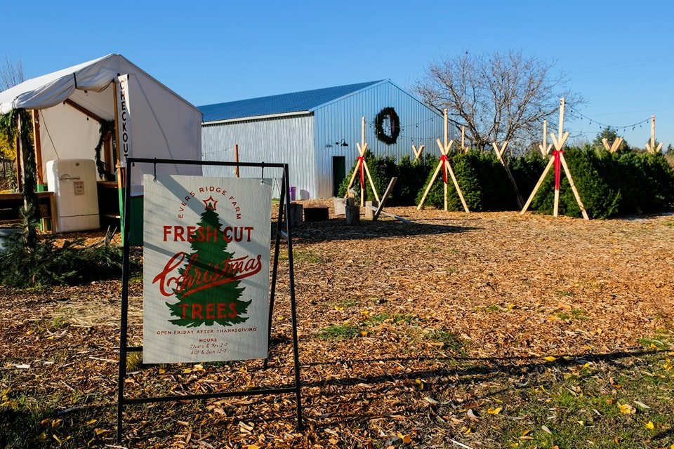 Christmas Tree Farms in Southern Oregon