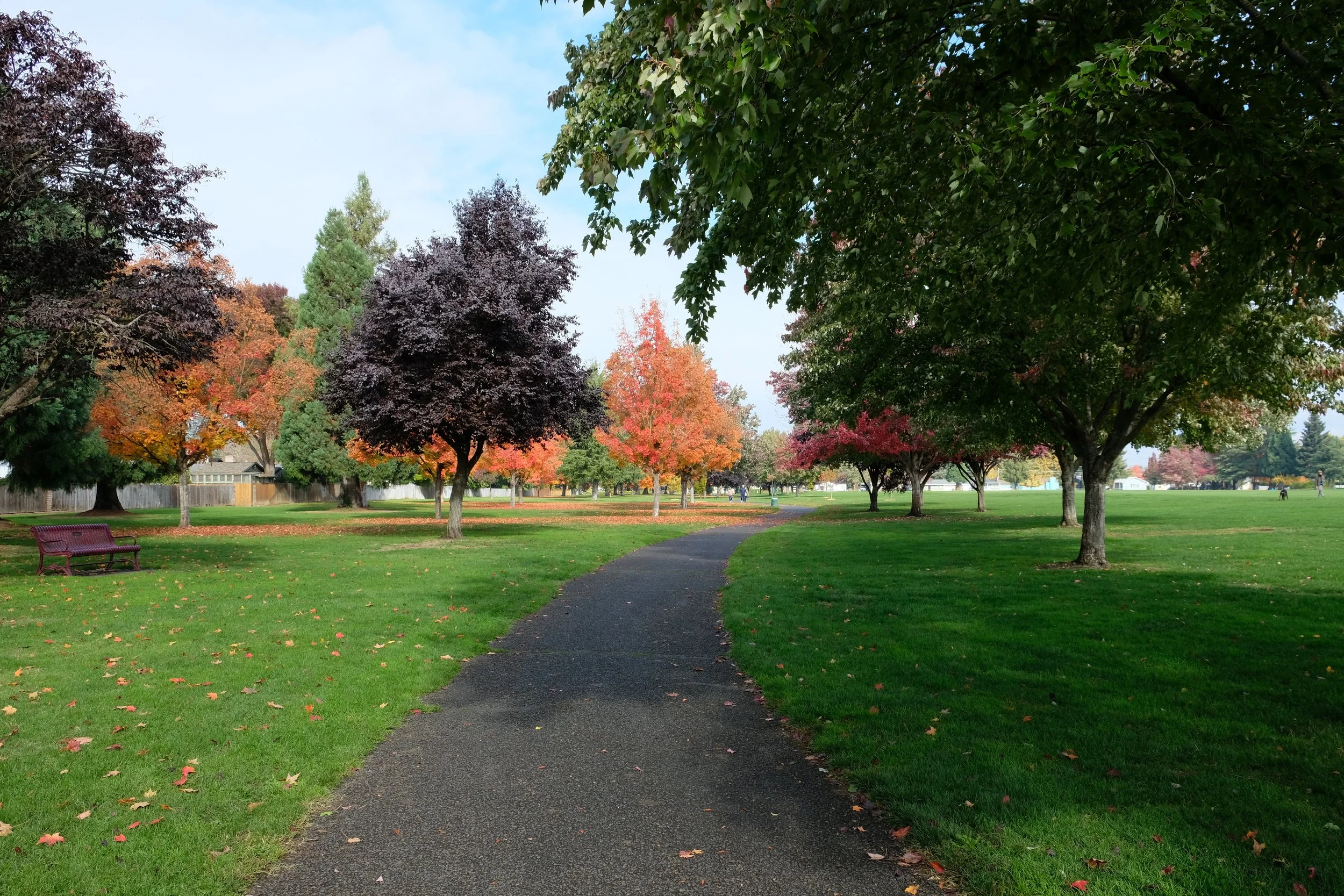 Fichtner Mainwaring park - trees in the fall (Copy)