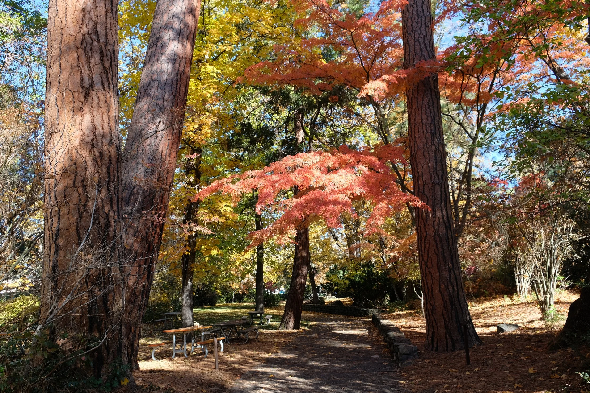 Lithia Park in the Fall - Ashland - What to do in Southern Oregon - things to do - kid-friendly (11).JPG