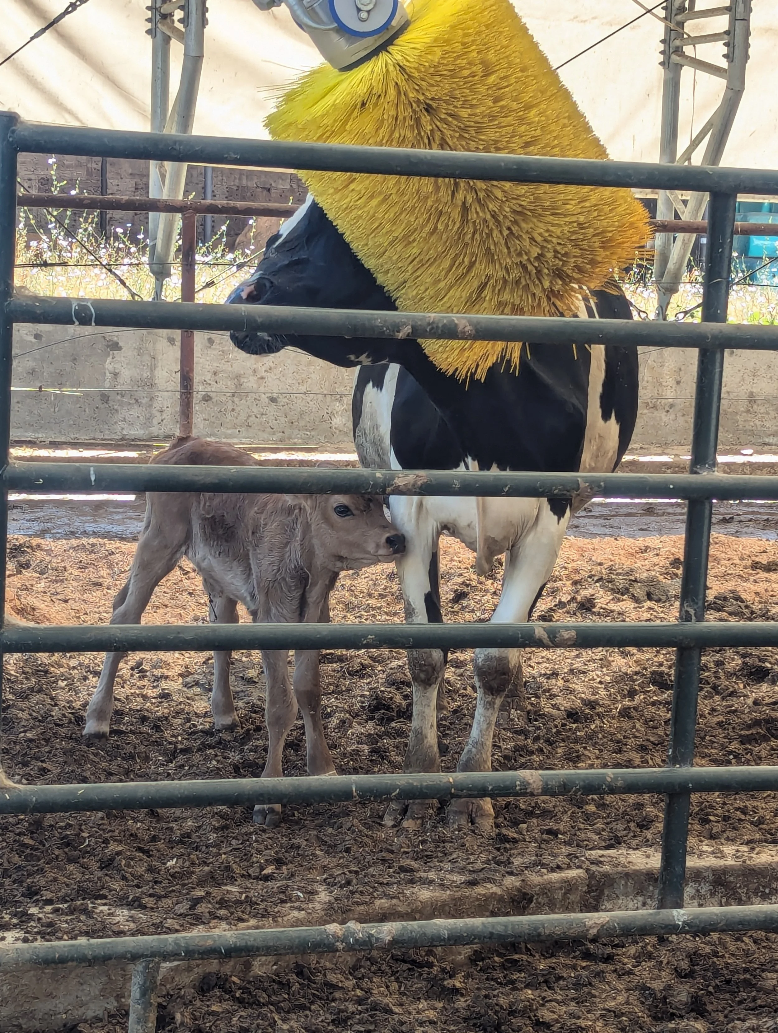 Rogue Creamery Dairy Farm - Grants Pass - What to do in Southern Oregon