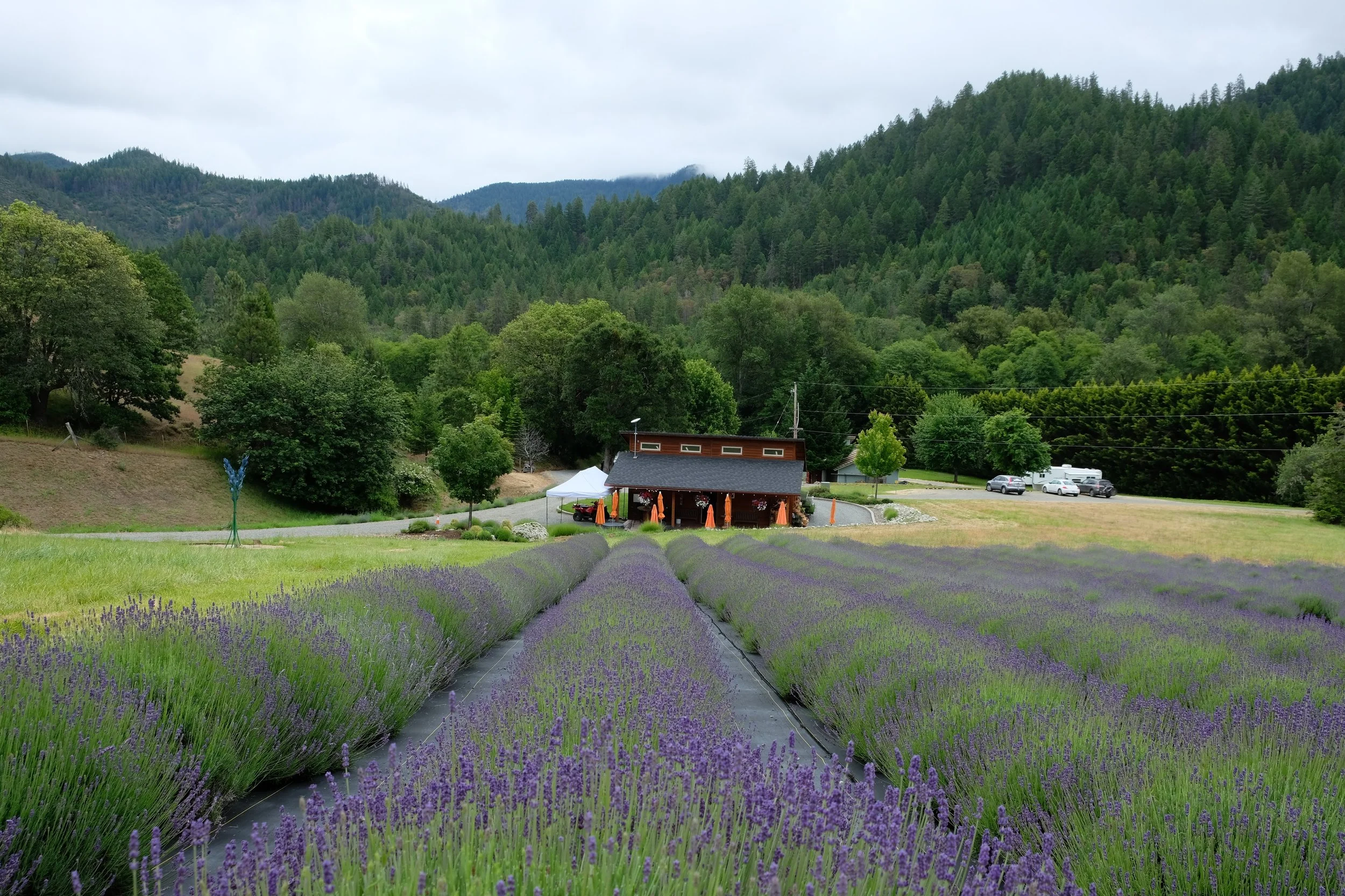 Southern Oregon Lavender Trail Festival - June 20-22 and July 11 - 13 ...