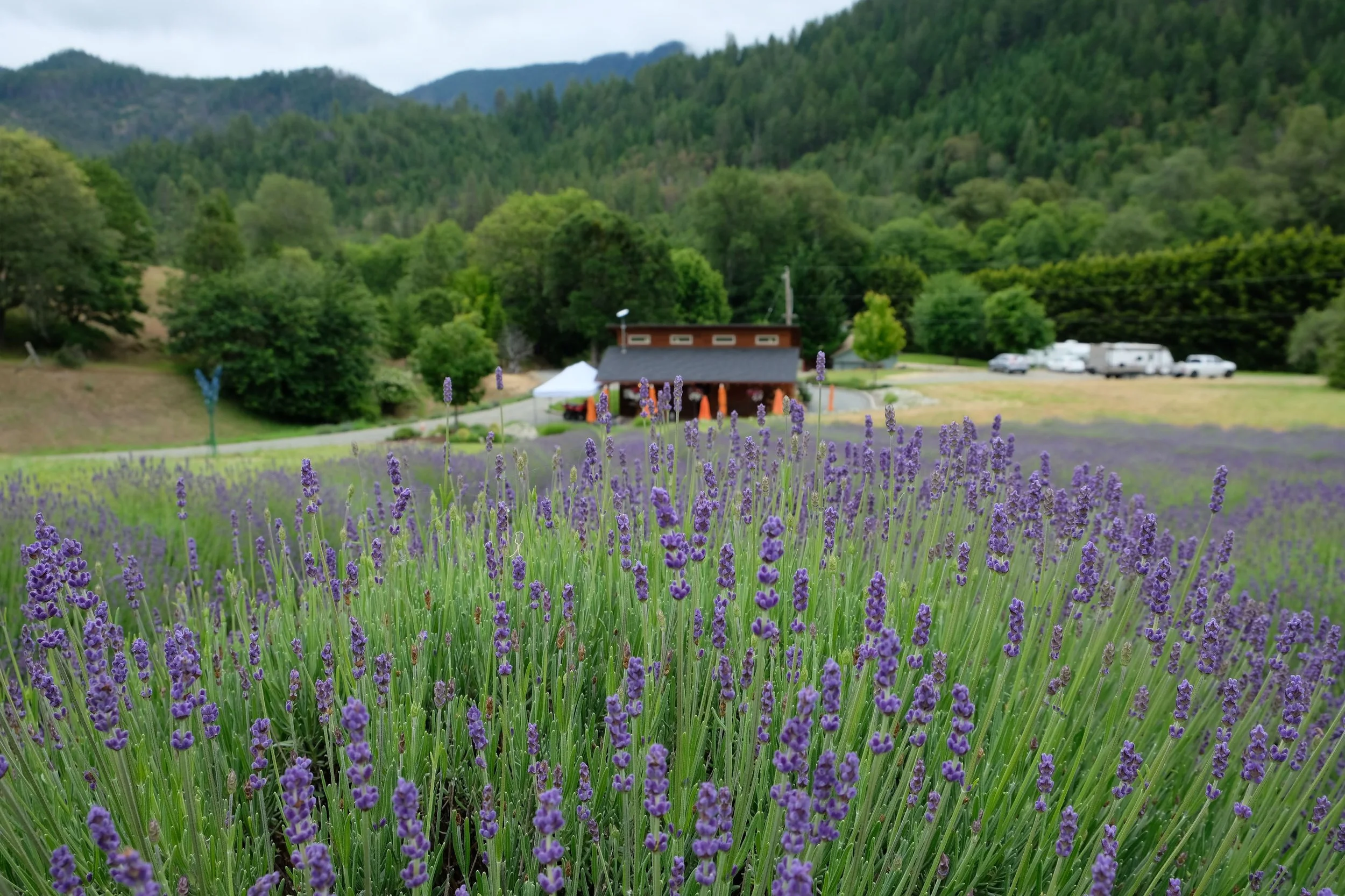 The English Lavender Farm