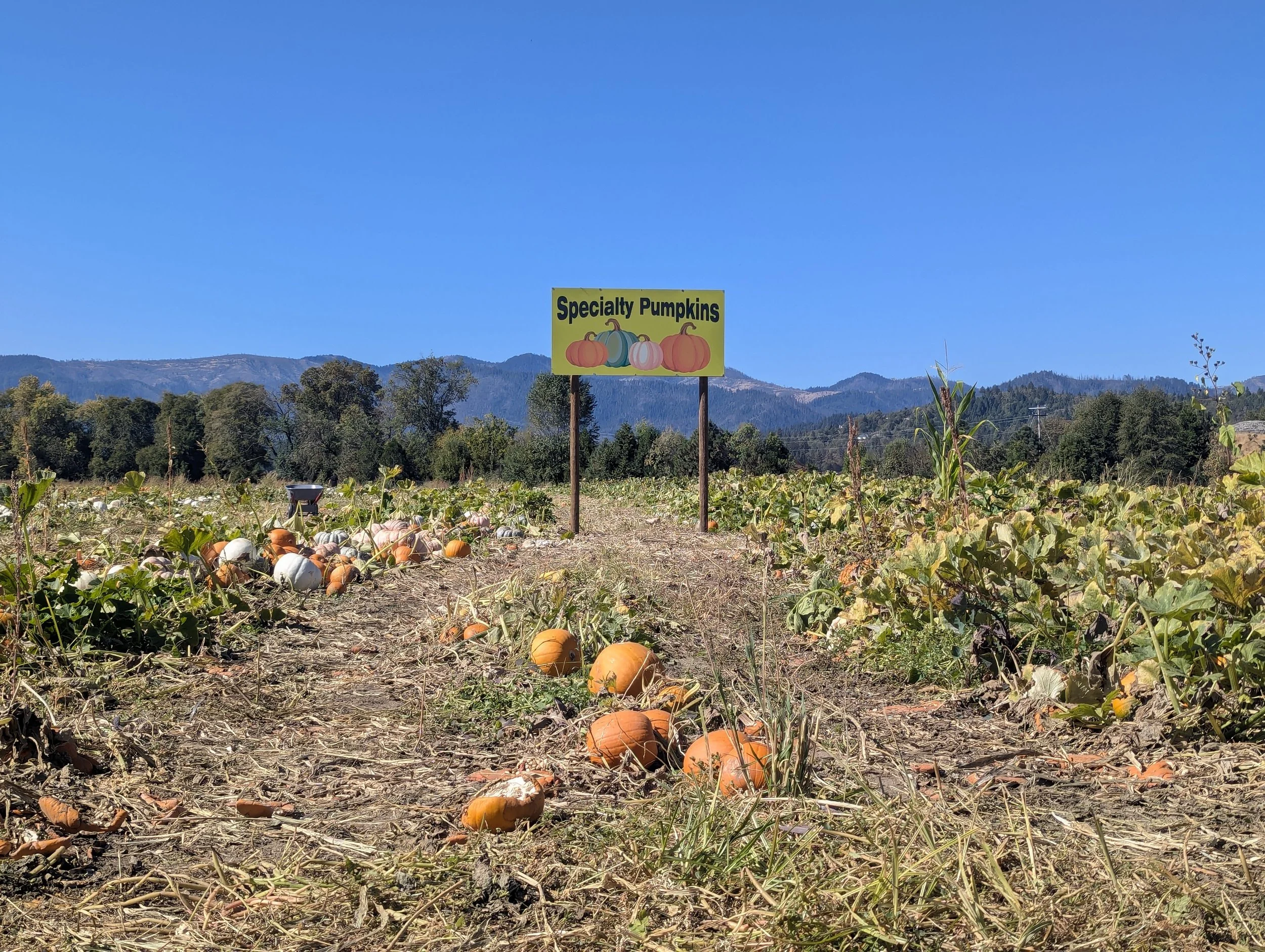 Fort Vannoy Farms Pumpkin Patch