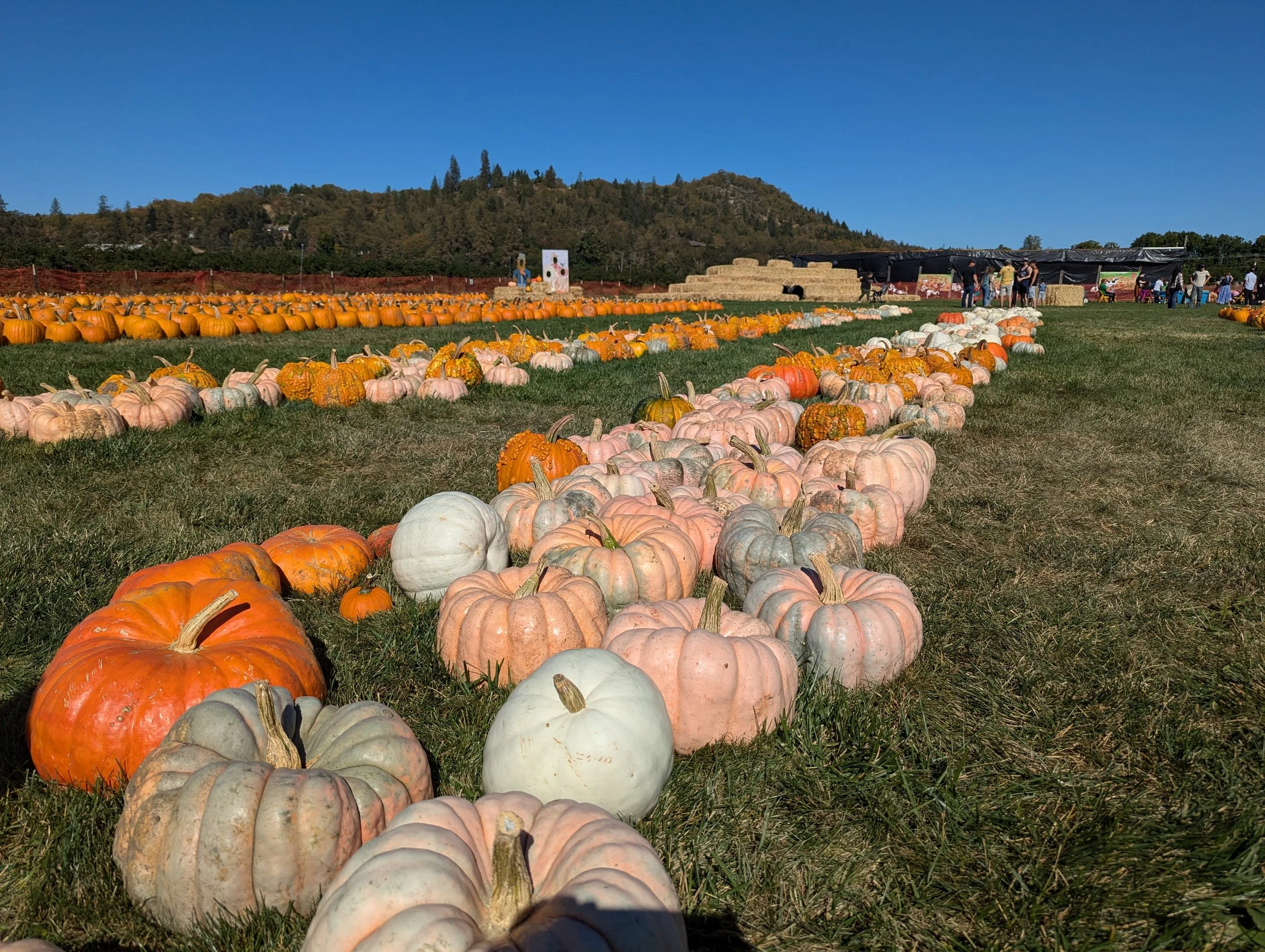 Fort Vannoy Farms Pumpkin Patch