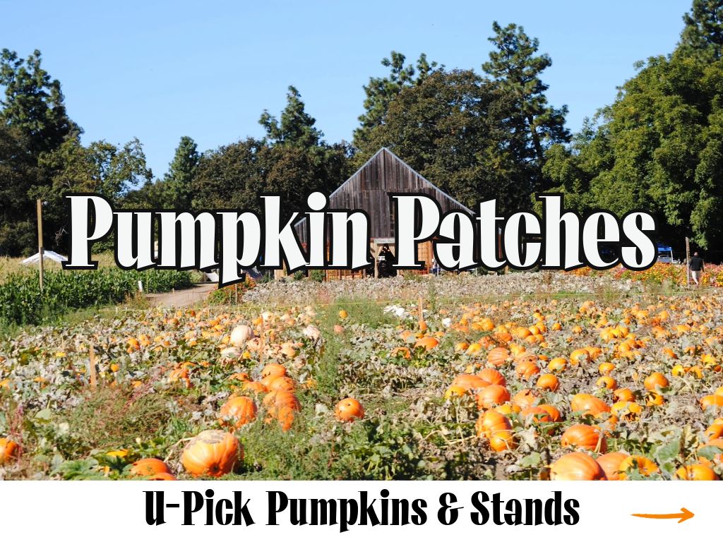 Pumpkin Patches Website Graphic (3).png