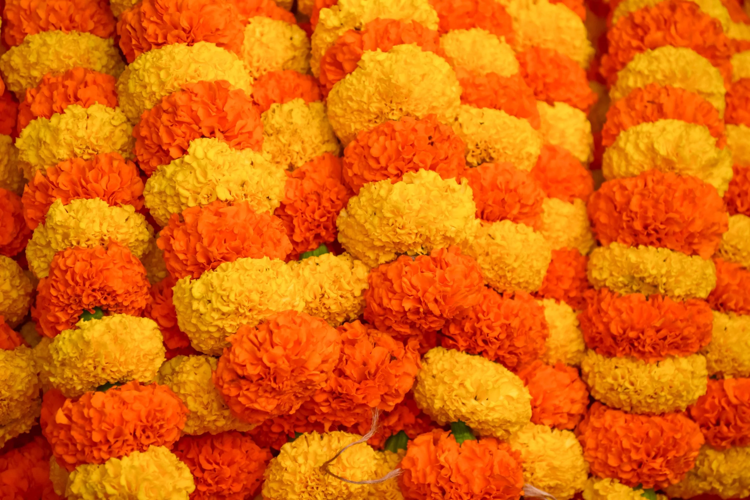 Plant a Marigold & Watch Coco in celebration of Día de los Muertos | Planta una flor de cempasúchil y mira Coco para celebrar el Día de muertos.