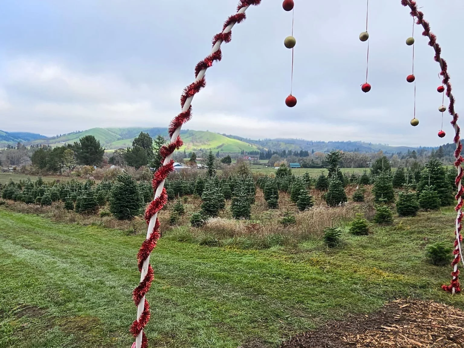 Christmas tree farm happy valley oregon