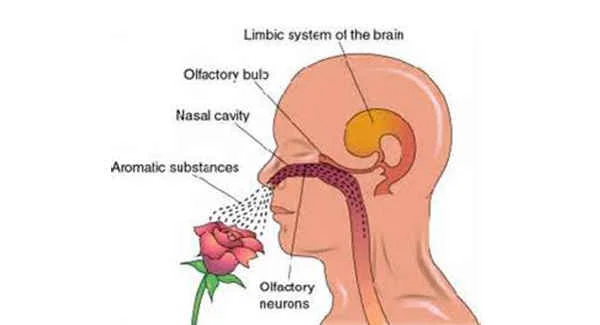 olfactory-limbic.jpg