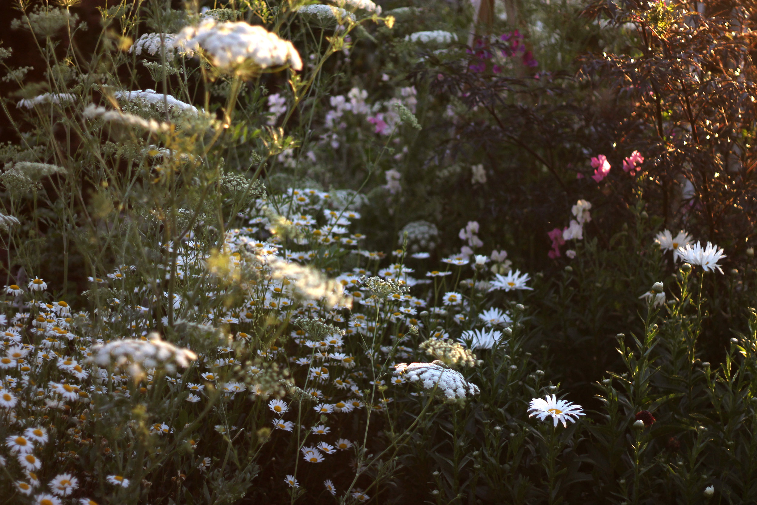  Late Spring in the borders. 