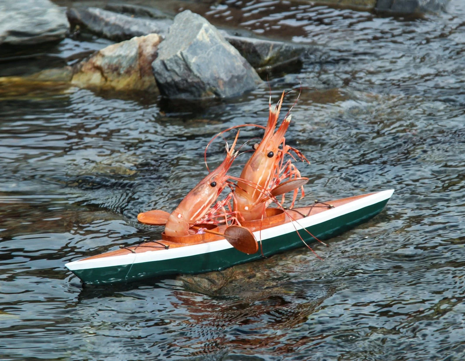 kayaking shrimp .jpg
