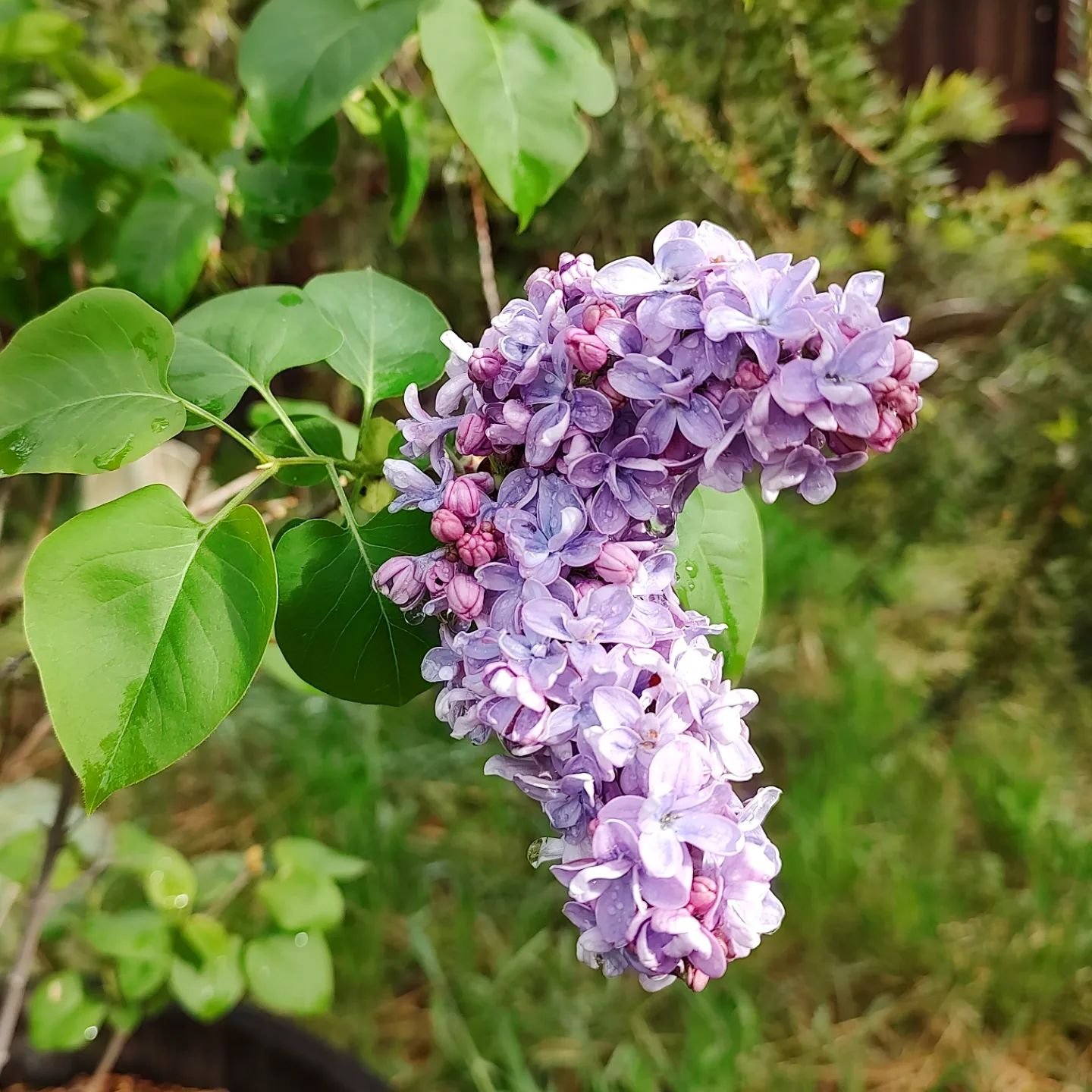 Spring🥰🌷🪻🌹🌸🌼 So many delicious colors out there right now...and so many fabulous smells!!
.
.
.
#springtime #springflowers #californiaflowers #californiagarden #californialiving #spring #lilacs #daisies #tulips #appetiteforbeauty #lifeissweet #