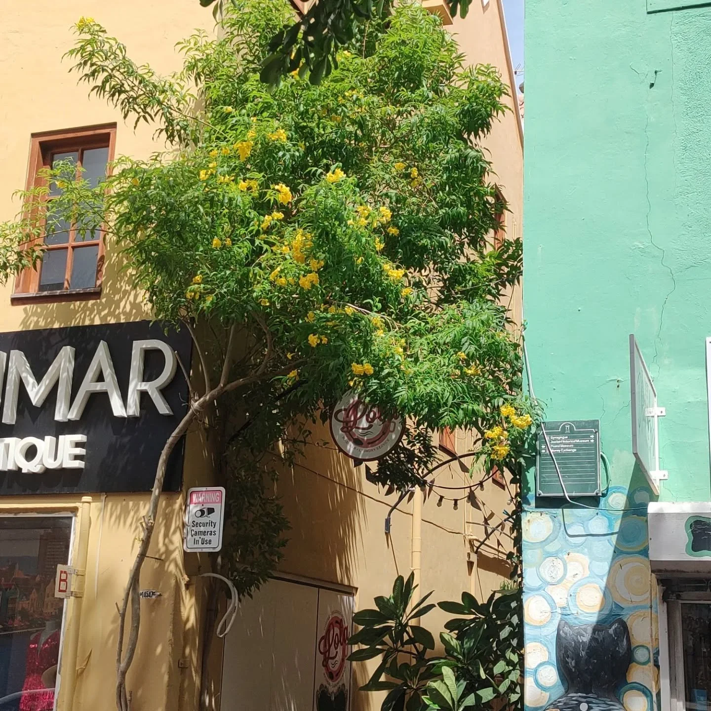 Curacao - Caribbean 
We had a nice walk around the town. It felt very poor except for a few sections but it was still nice and it's always fun to see a new place. We enjoyed a smoothie while listening to the sweetest man singing to the tourists and I