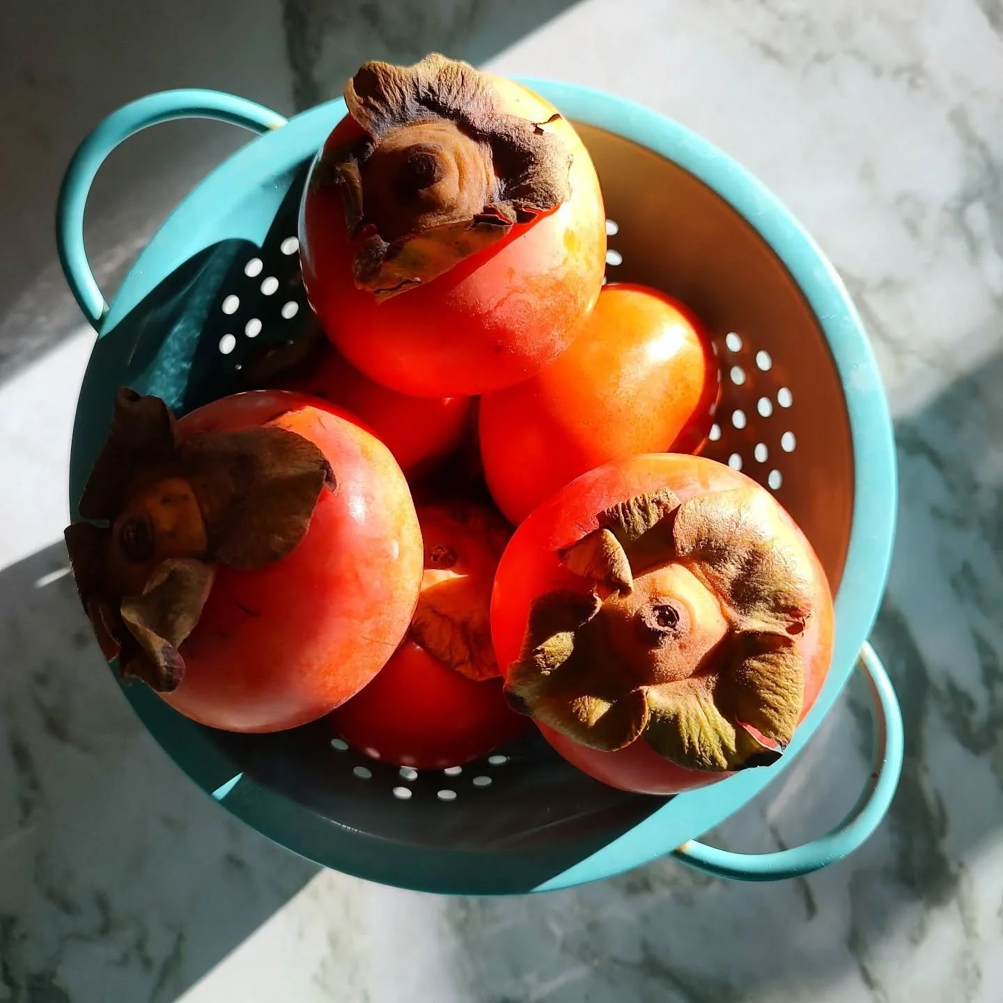😍One of my favorite color combinations. What a wonderful time of year!
.
.
.
#persimmons #winterfruit #cachi #wintercolors