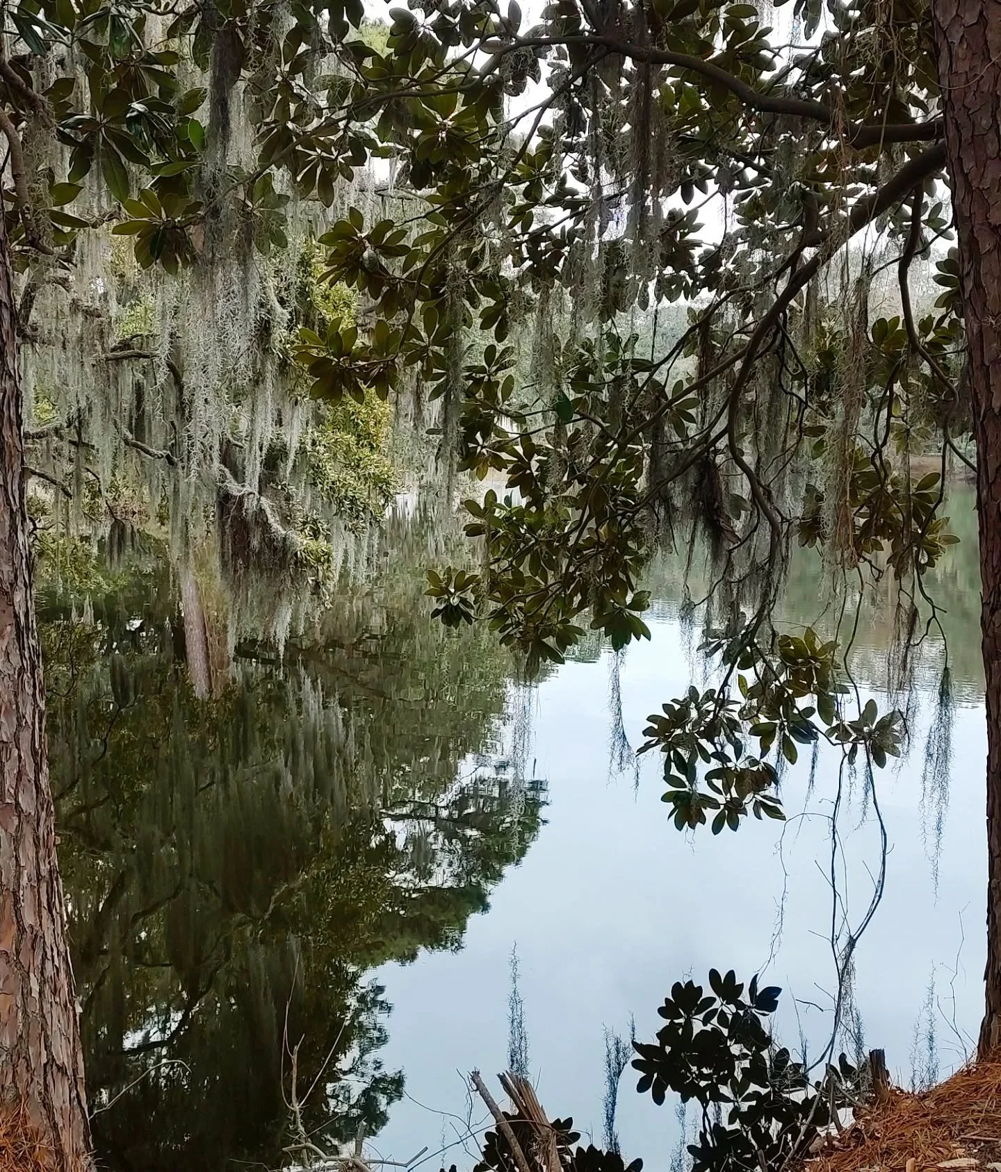 Such a lovely Walk through the big old moss filled trees 🥰