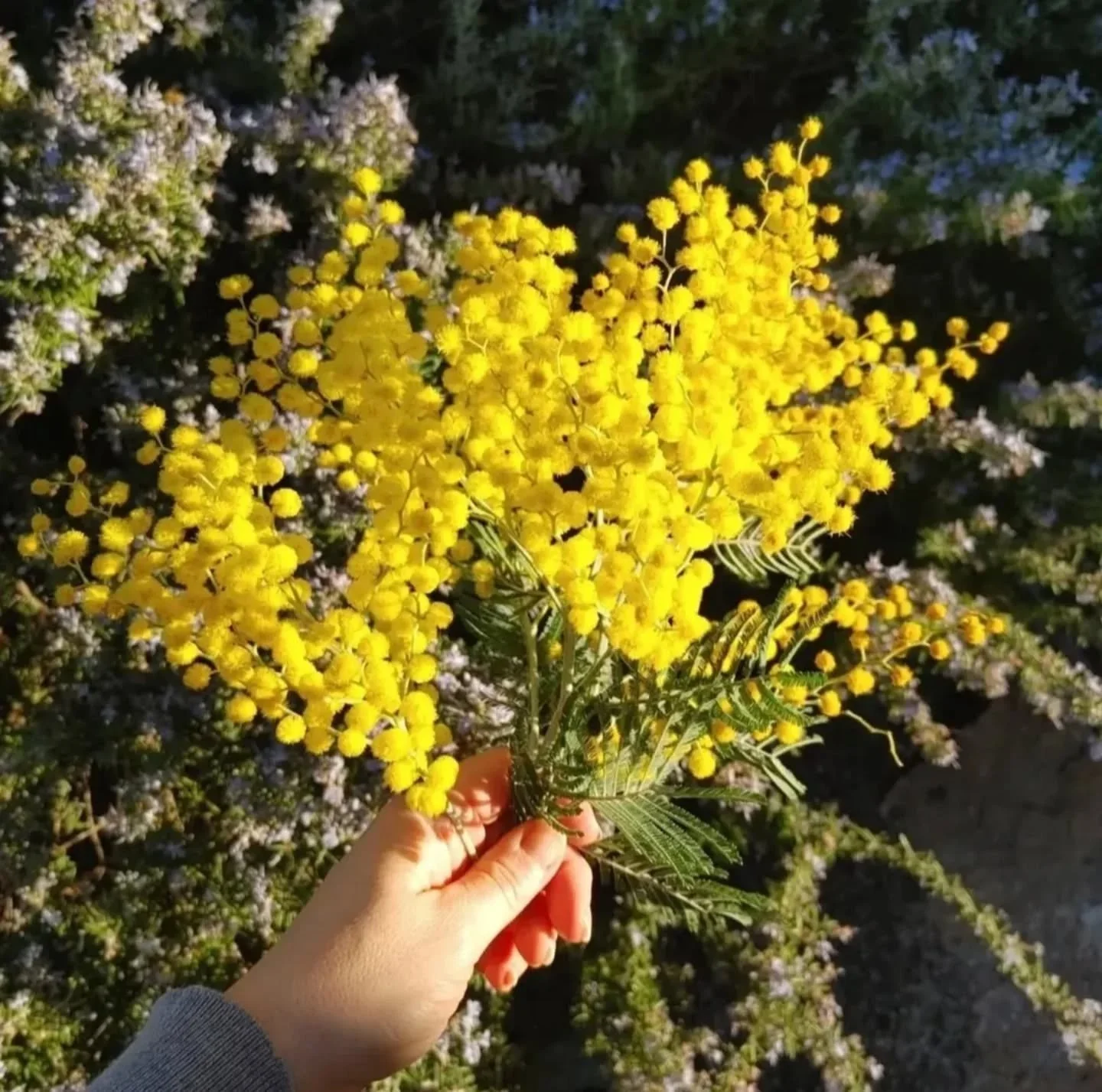 Magical ✨ 

 I deeply miss the bright happy mimosa tree by our old house. God put me beside it for a reason. I will forever miss it. 

#mimosatree #womensday2026 #internationalwomenday
#mimosaflowers #mimosa